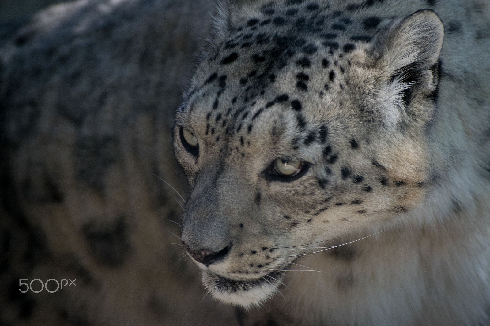 Nikon D5300 + Sigma 70-300mm F4-5.6 DG OS sample photo. Death glare photography