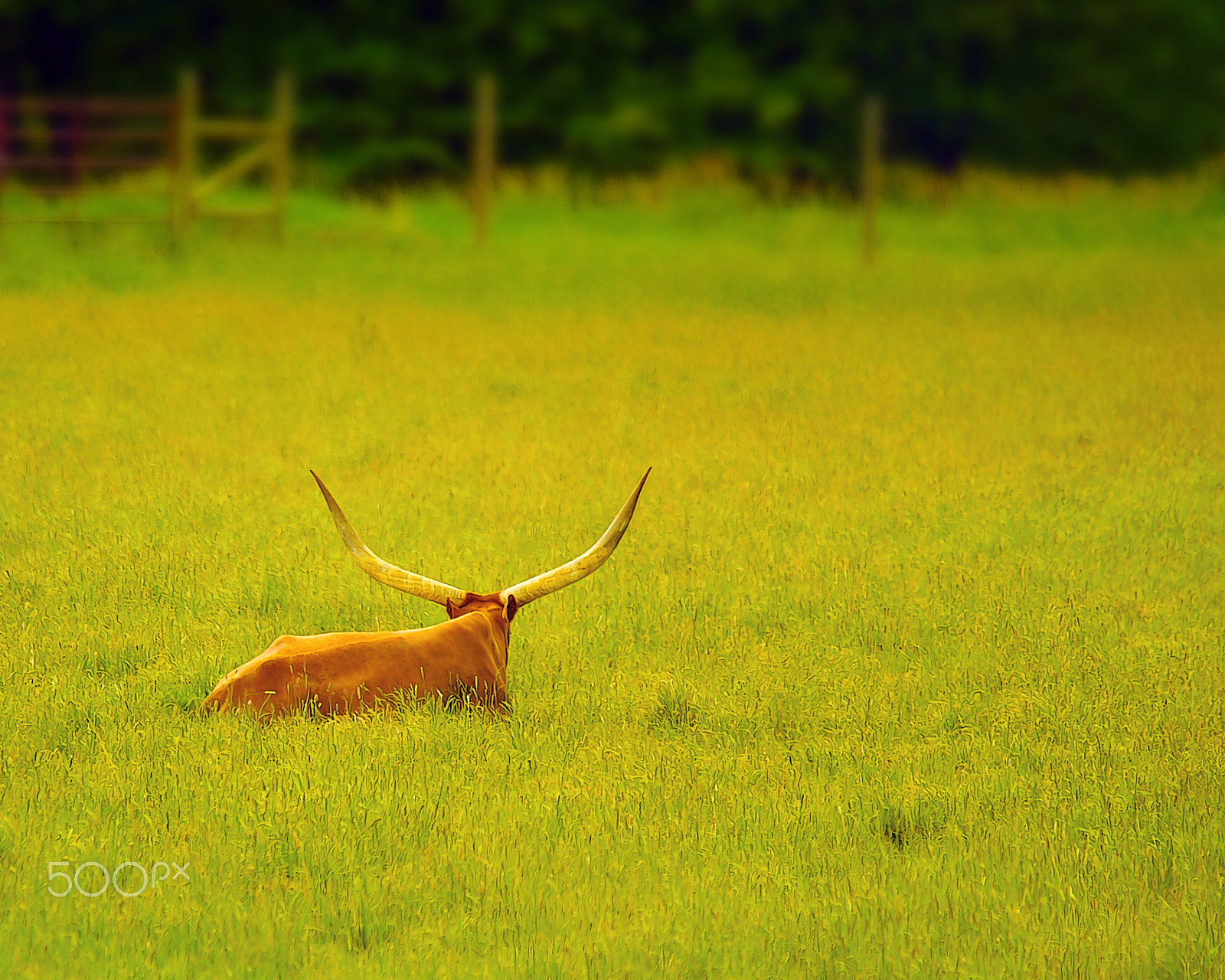 Kodak DCS Pro 14N sample photo. No bull photography