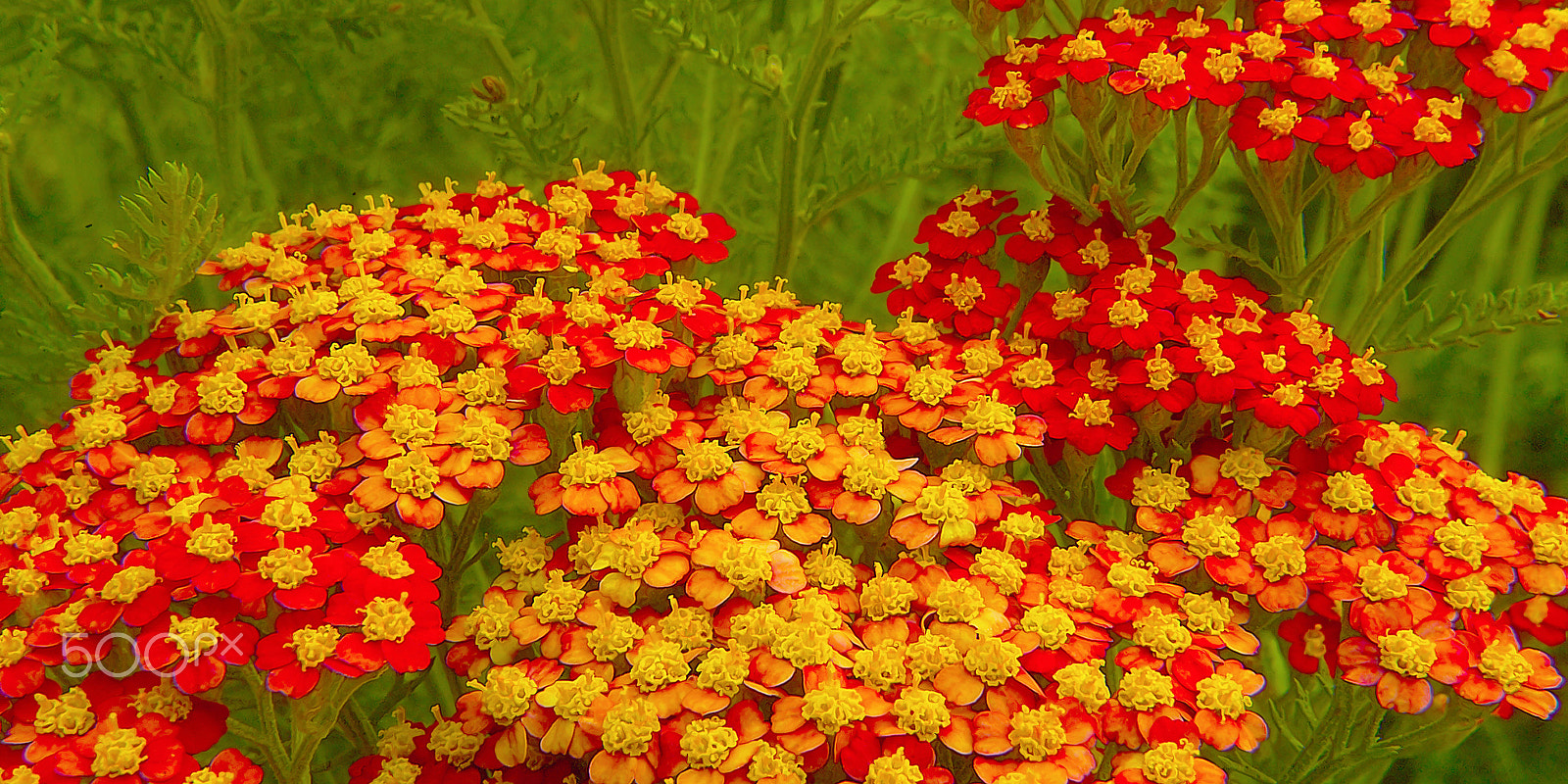 Kodak DCS Pro 14N sample photo. Red flowers photography