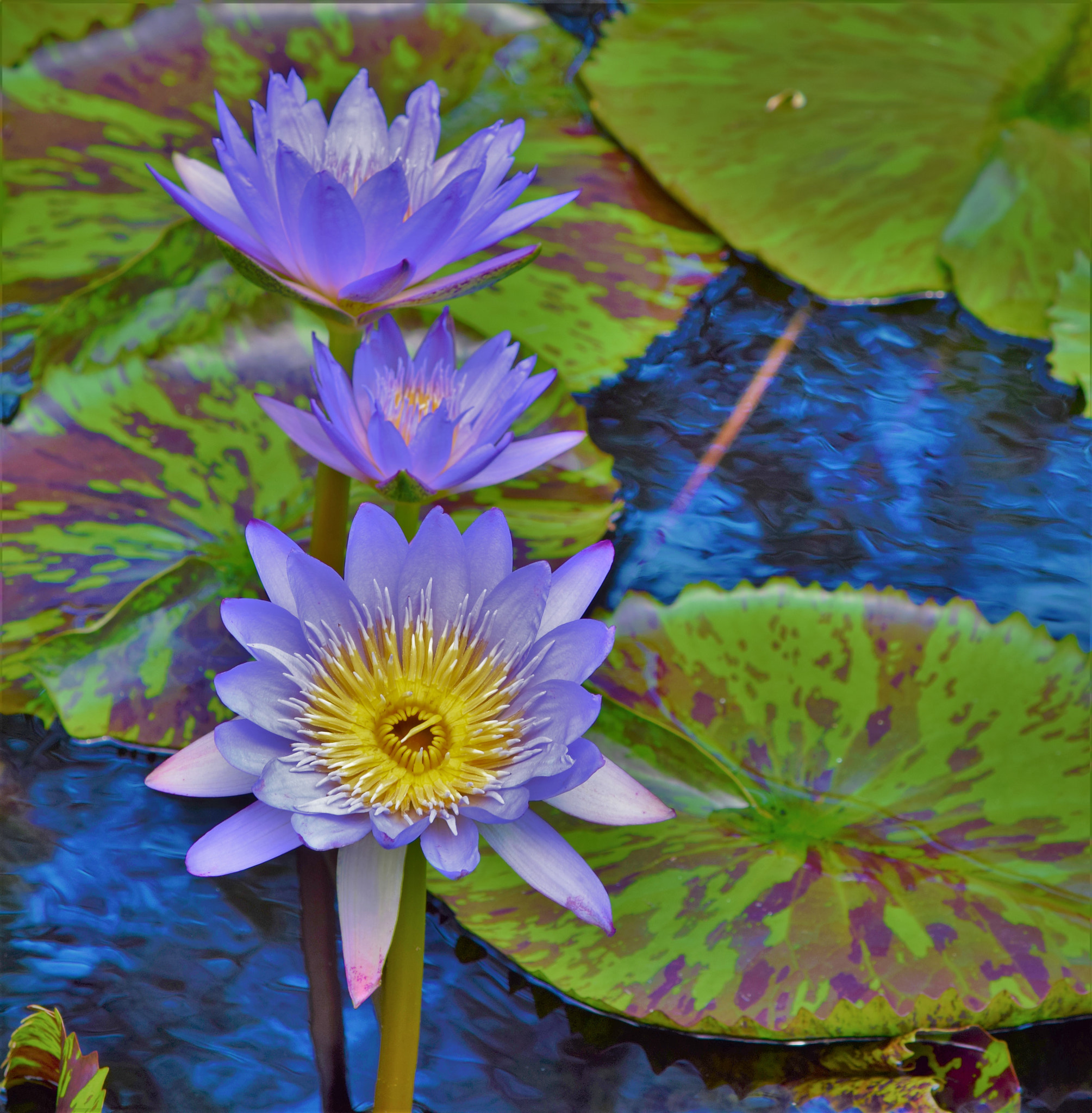 Nikon AF-S Nikkor 24-120mm F4G ED VR sample photo. Lily pad brilliance photography