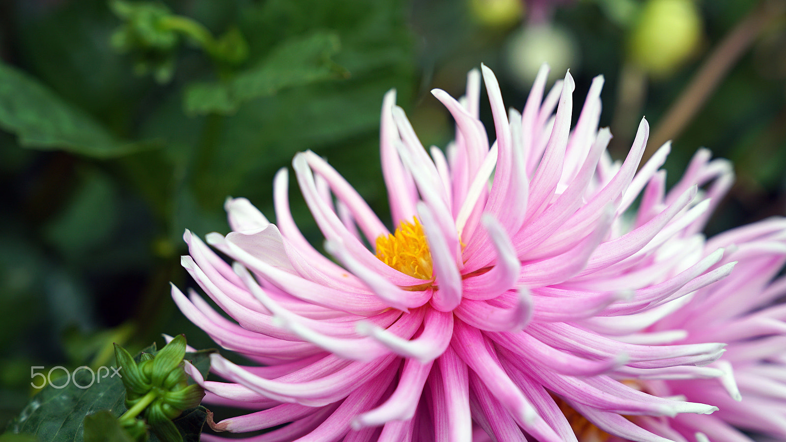Sony a7S II + Sony FE 24-70mm F2.8 GM sample photo. El pastel photography