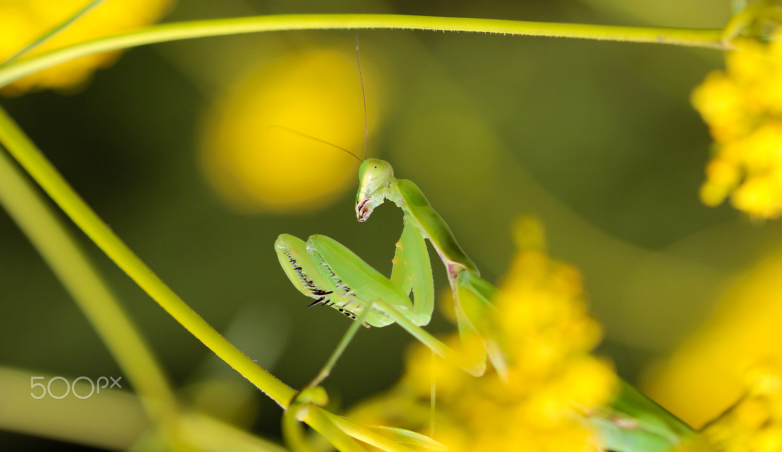 Sigma 105mm F2.8 EX DG OS HSM sample photo. Danger among the flowers photography