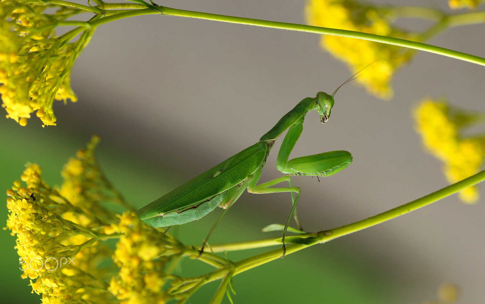 Sigma 105mm F2.8 EX DG OS HSM sample photo. Patience photography
