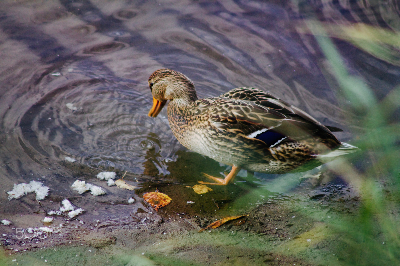 Canon EOS 500D (EOS Rebel T1i / EOS Kiss X3) sample photo. Duck photography
