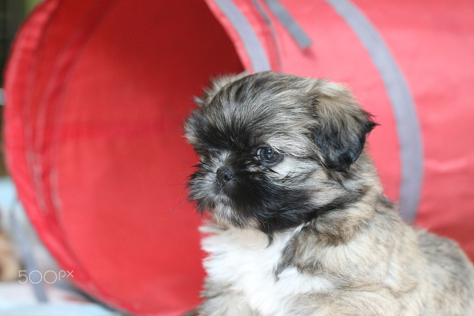 Canon EOS 100D (EOS Rebel SL1 / EOS Kiss X7) + Canon EF 100mm F2.8L Macro IS USM sample photo. Shih tzu puppy photography