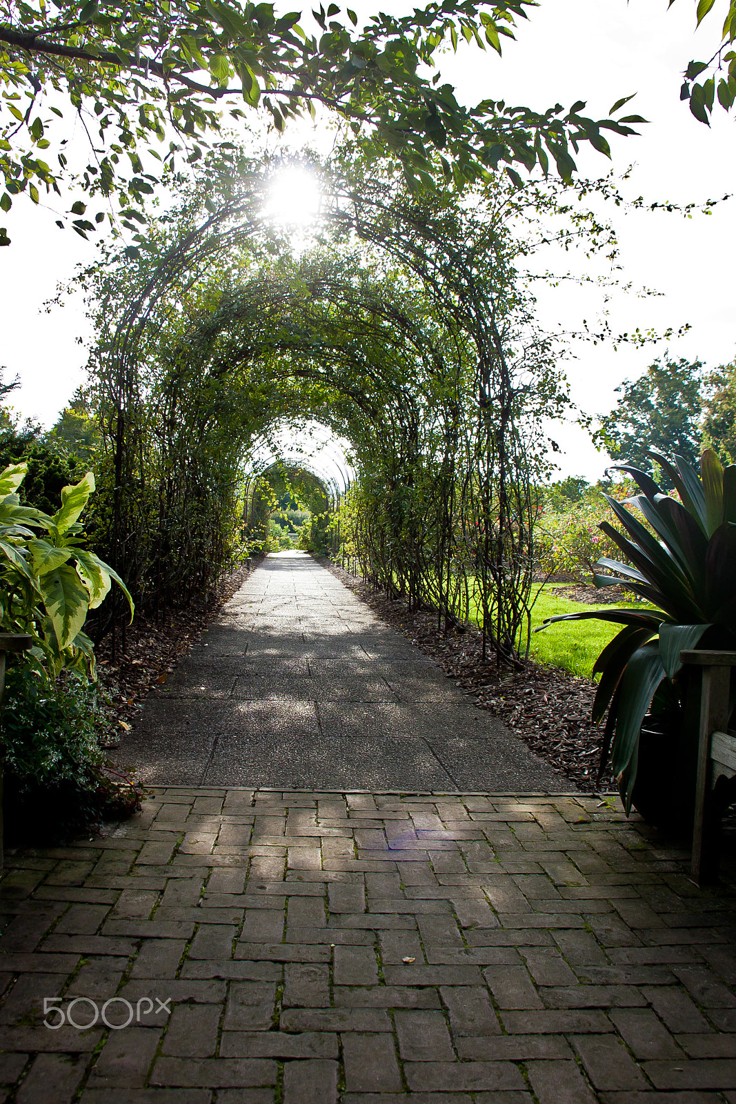 Canon EOS 450D (EOS Rebel XSi / EOS Kiss X2) sample photo. Arched path photography
