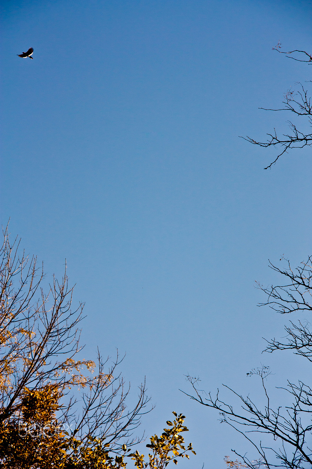 Canon EOS 450D (EOS Rebel XSi / EOS Kiss X2) sample photo. Bird & trees photography