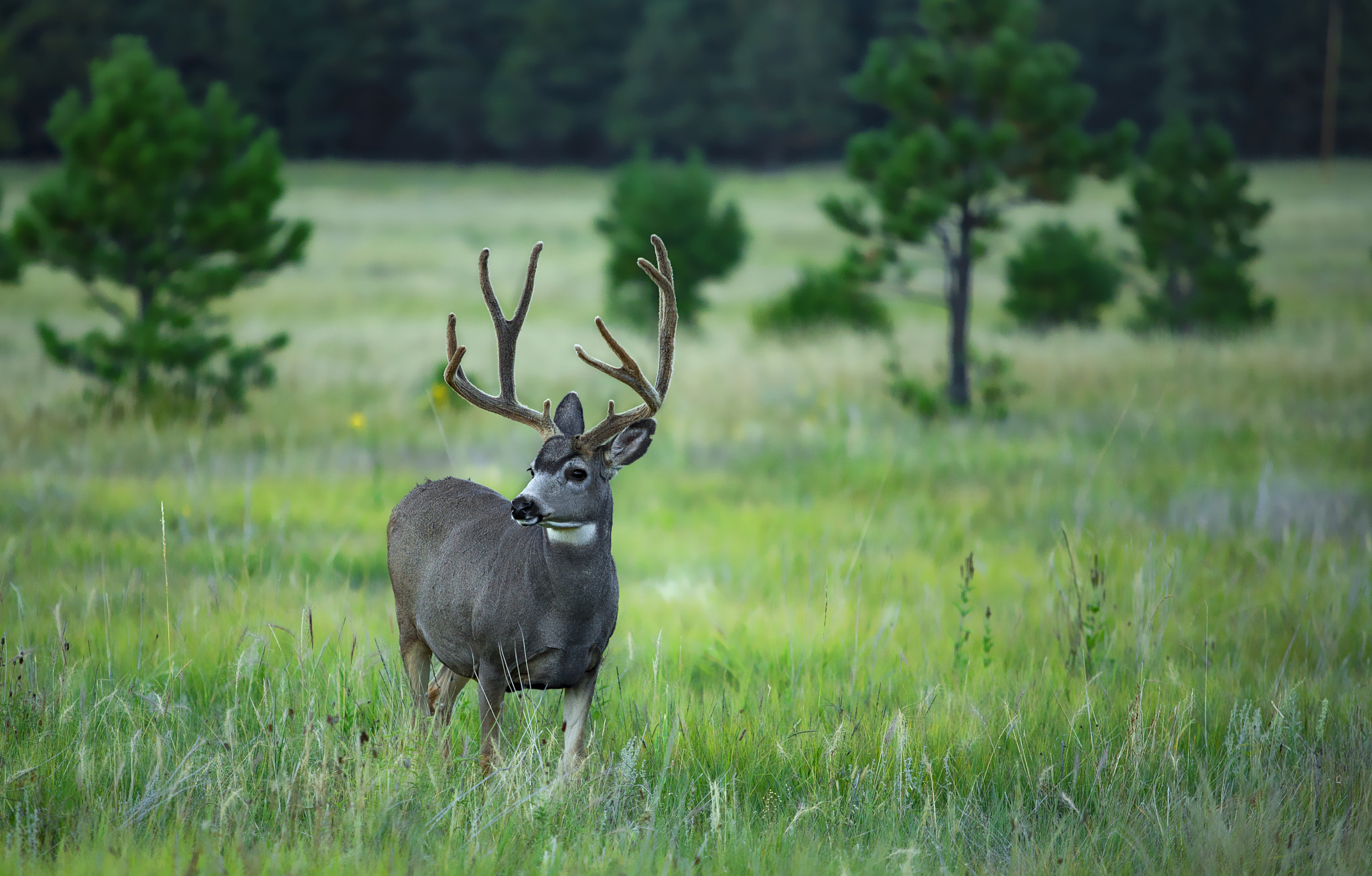 Canon EF 70-200mm F2.8L USM sample photo. Buck photography