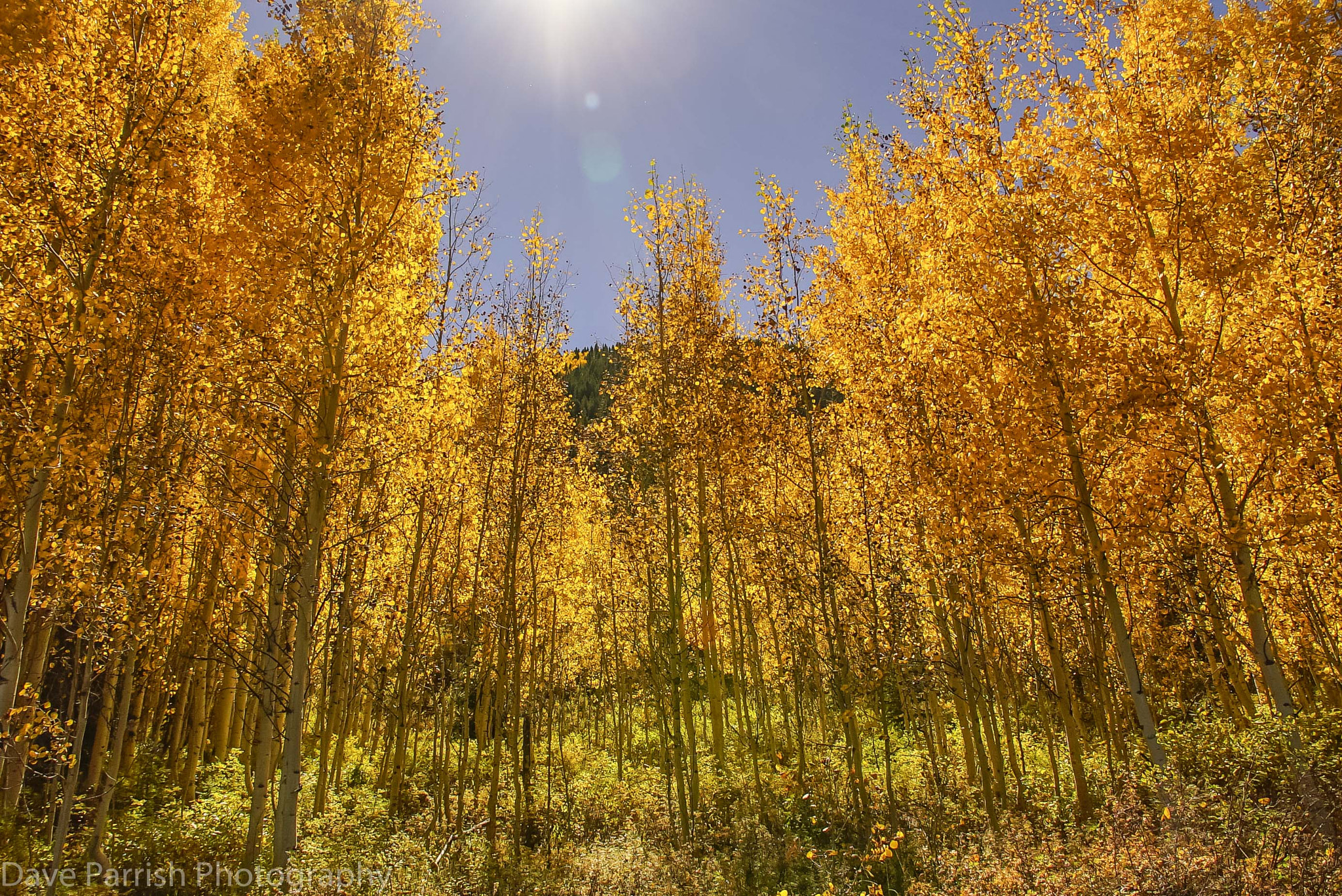 DT 18-300mm F3.5-6.3 sample photo. Aspen photography