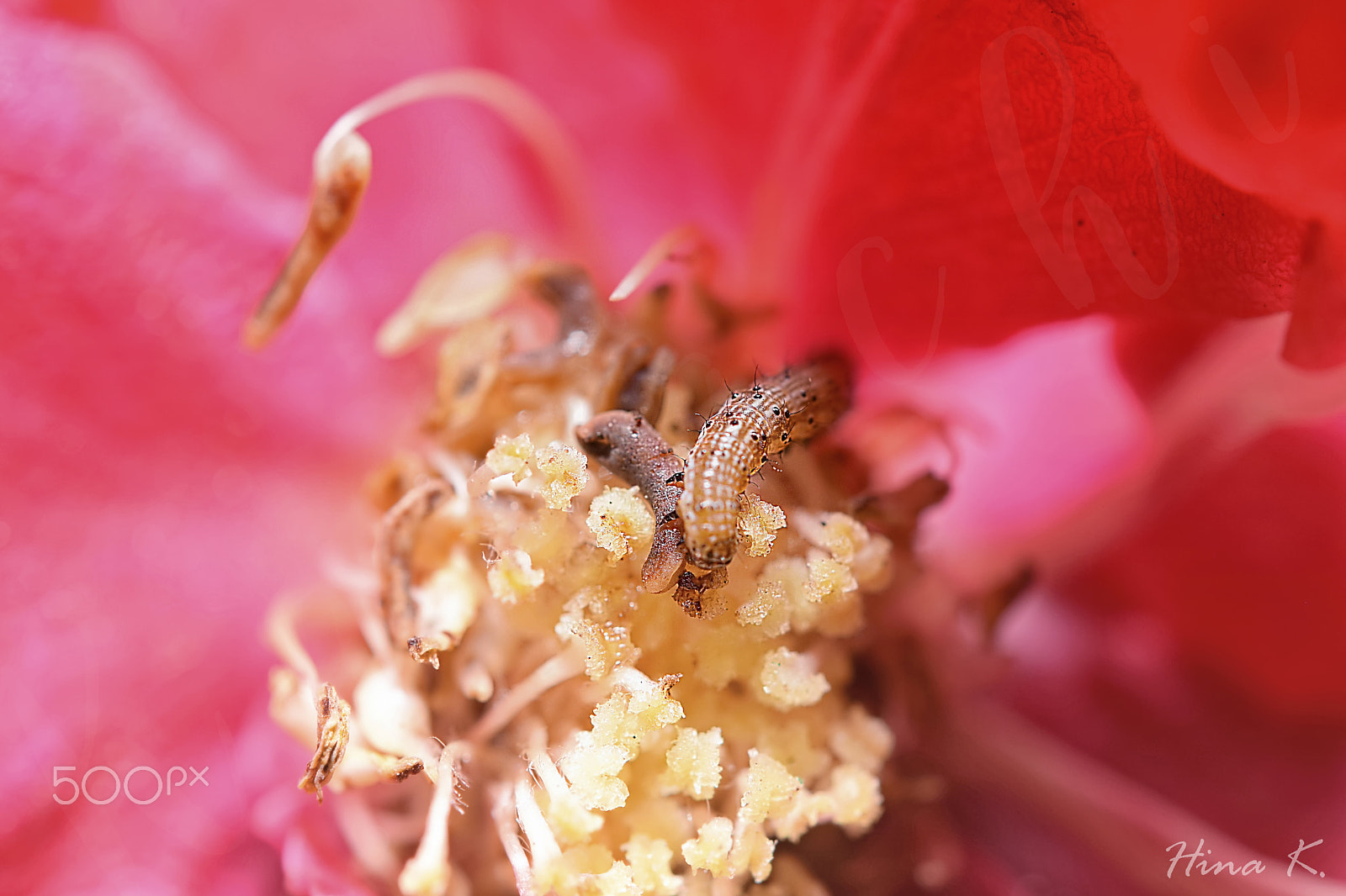 Nikon AF-S Micro-Nikkor 60mm F2.8G ED sample photo. The early bird catches the worm photography