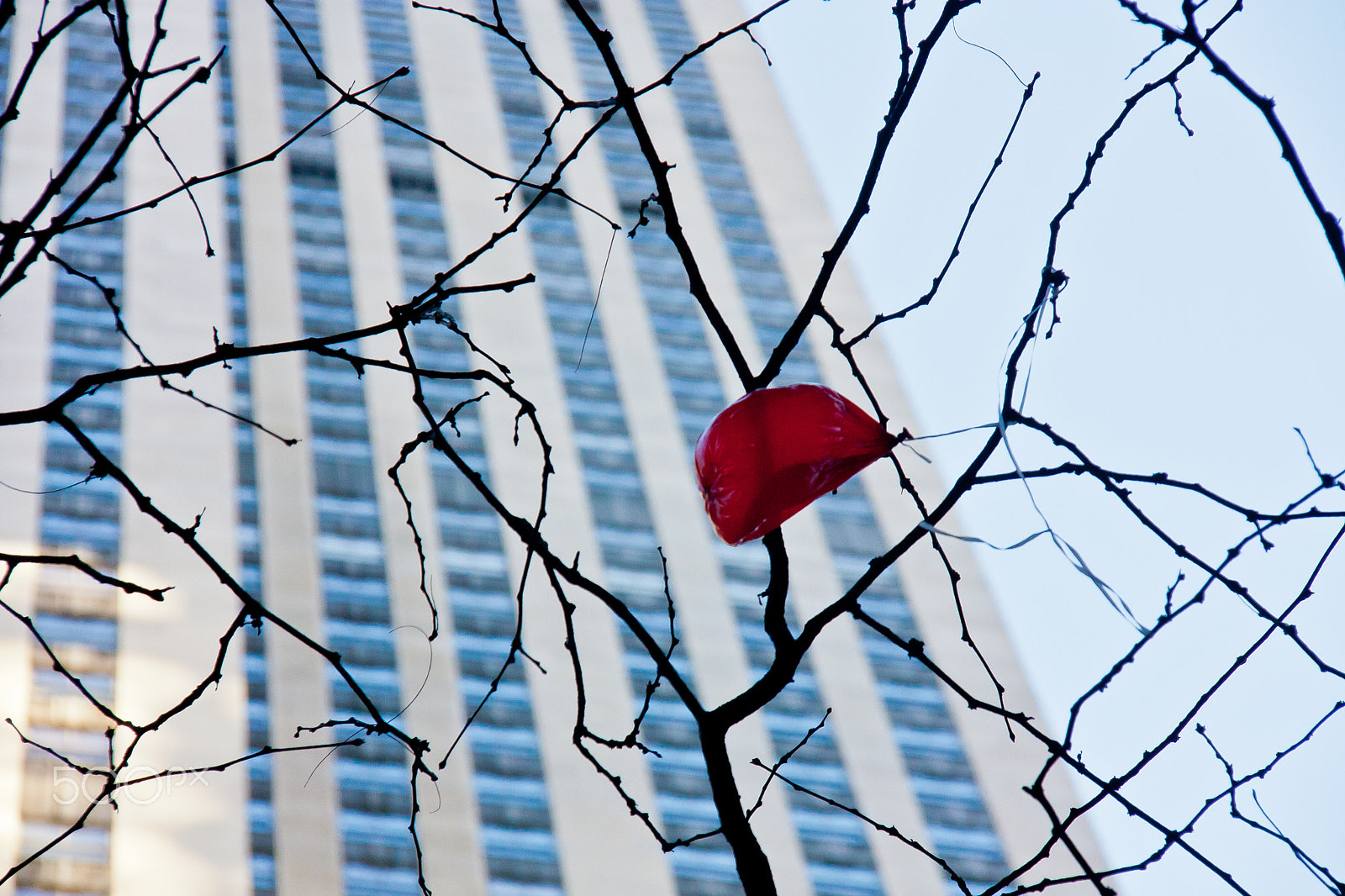 Canon EOS 450D (EOS Rebel XSi / EOS Kiss X2) sample photo. Red balloon in tree photography