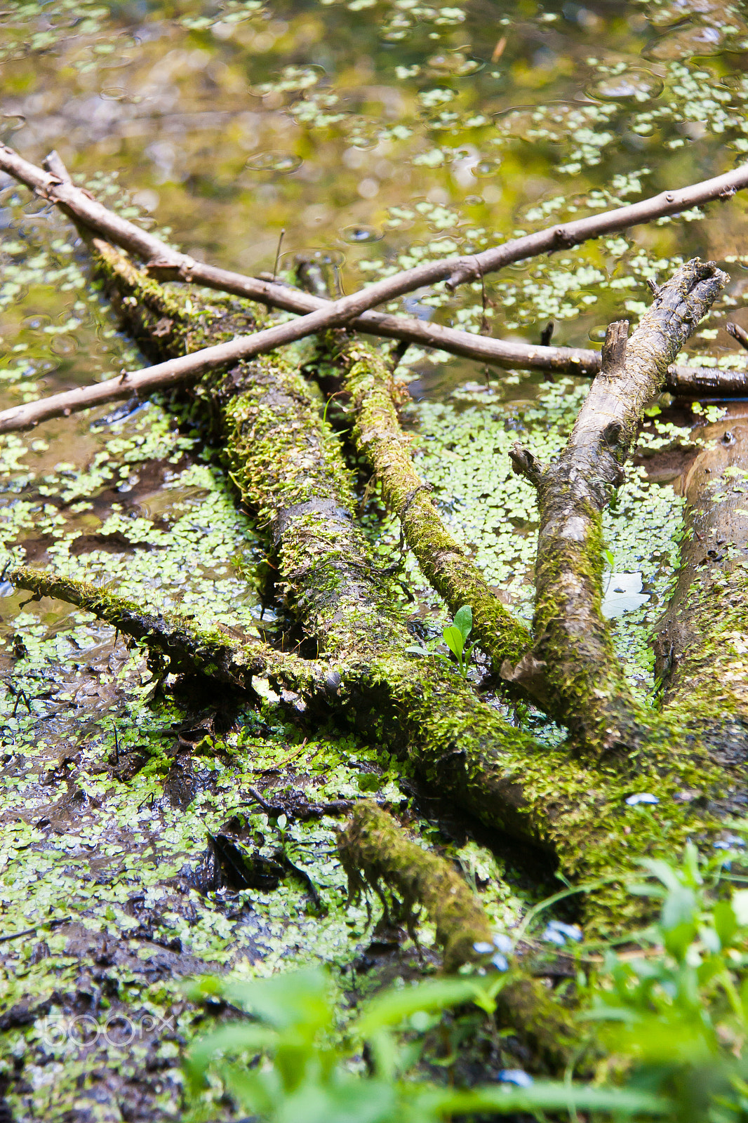 Canon EOS 450D (EOS Rebel XSi / EOS Kiss X2) sample photo. Mossy tree photography