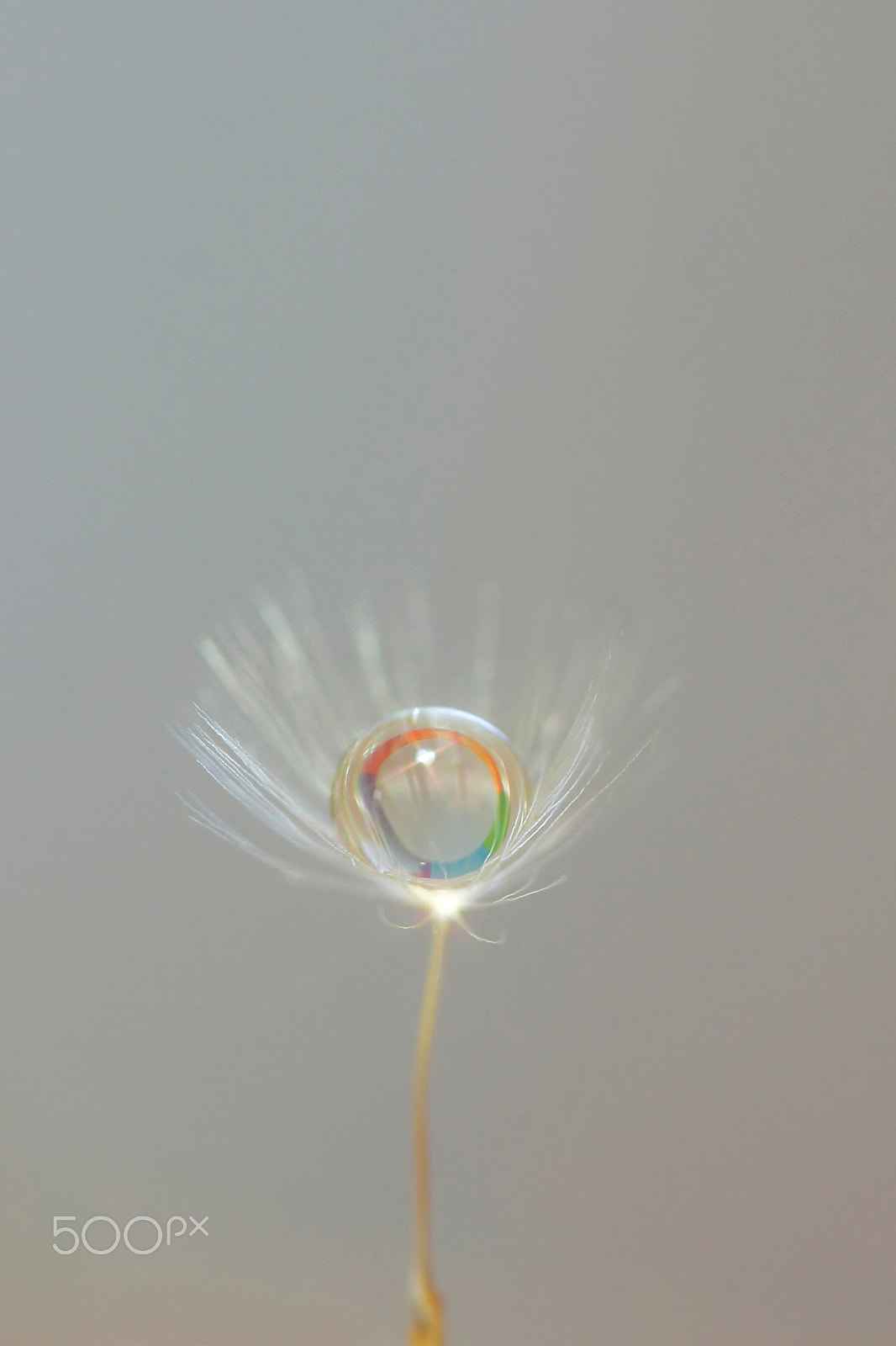 Canon EF 100mm F2.8 Macro USM sample photo. Confine the rainbow photography