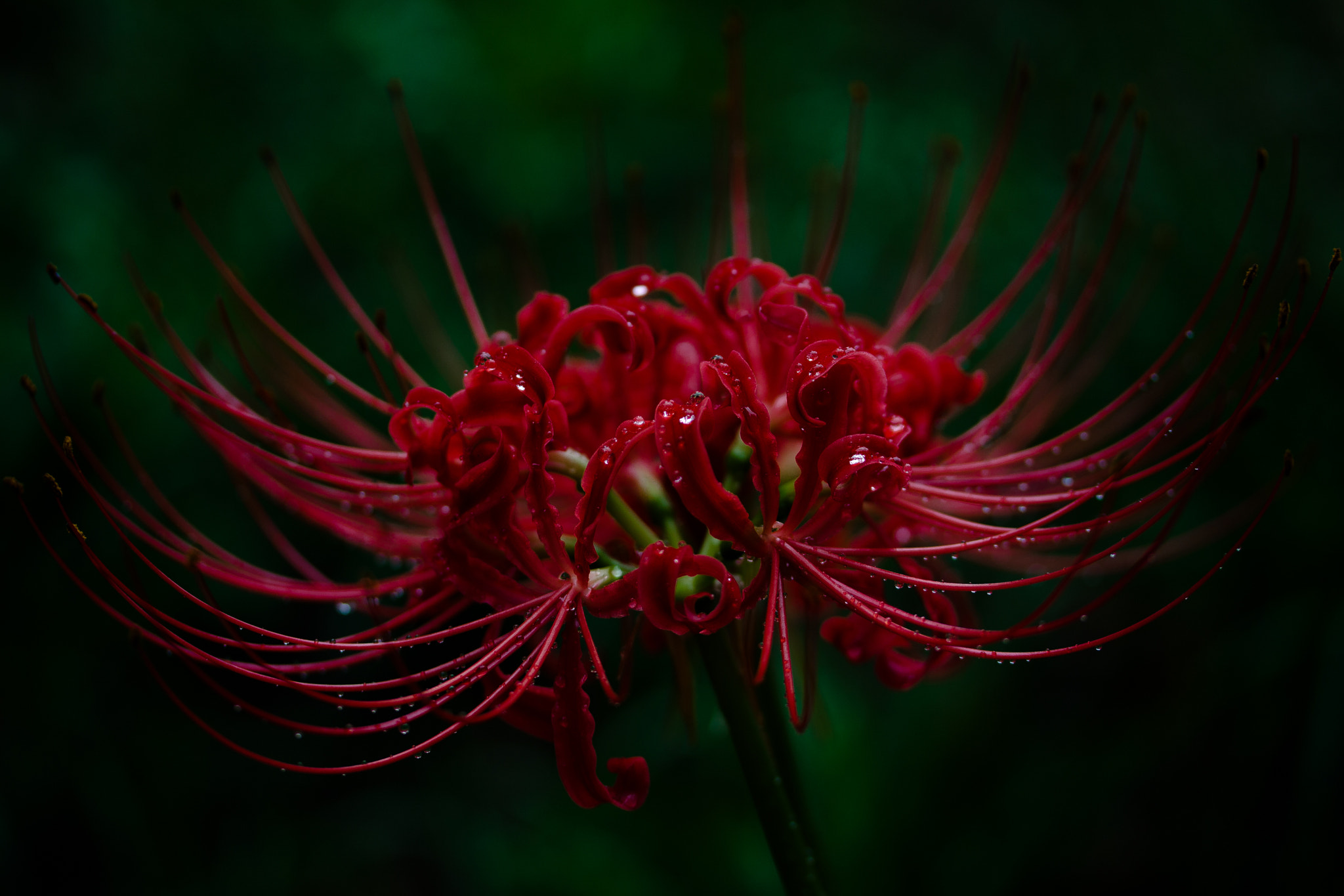 Canon EF-S 60mm F2.8 Macro USM sample photo. Lycoris radiata photography