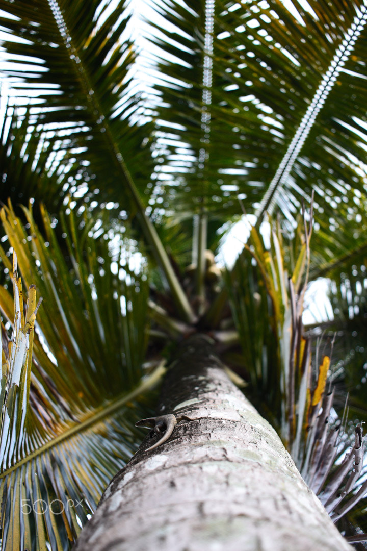 Canon EF-S 24mm F2.8 STM sample photo. Melihat keatas photography