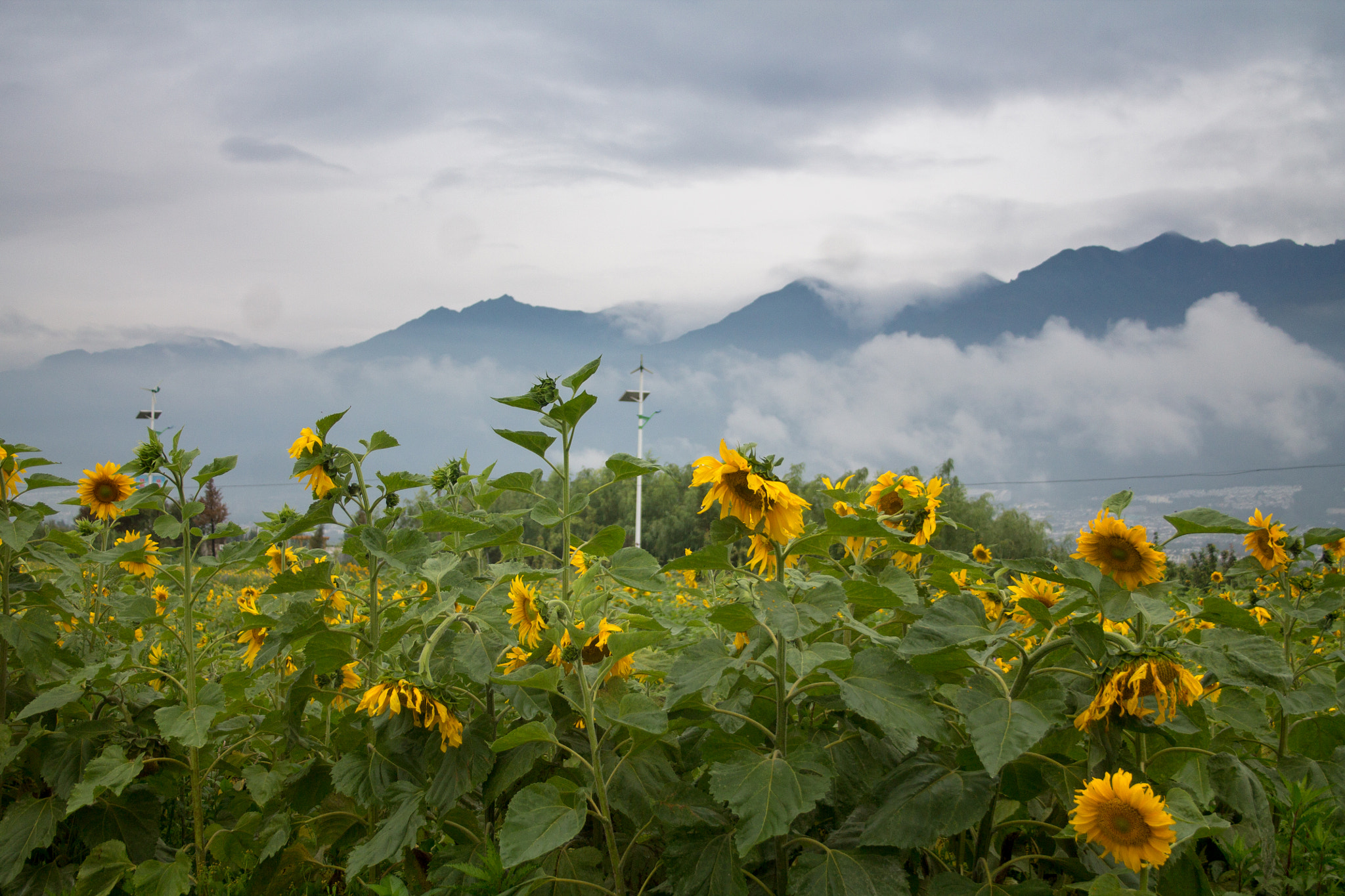Canon EF-S 18-55mm F3.5-5.6 II sample photo. Sun flowers in the mountains photography