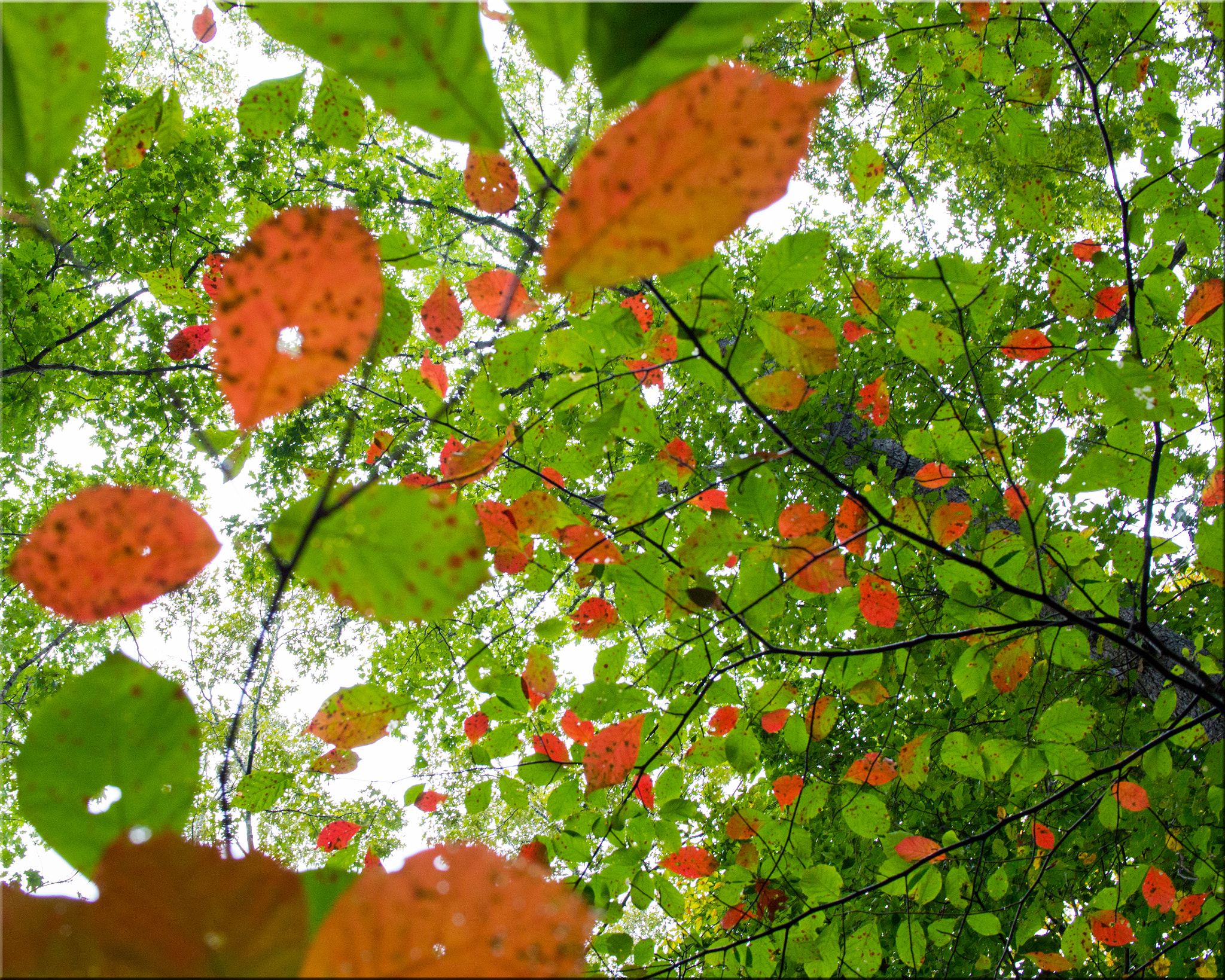 Panasonic Lumix DMC-GH3 sample photo. Walking in the rain along the chattahoochee river photography