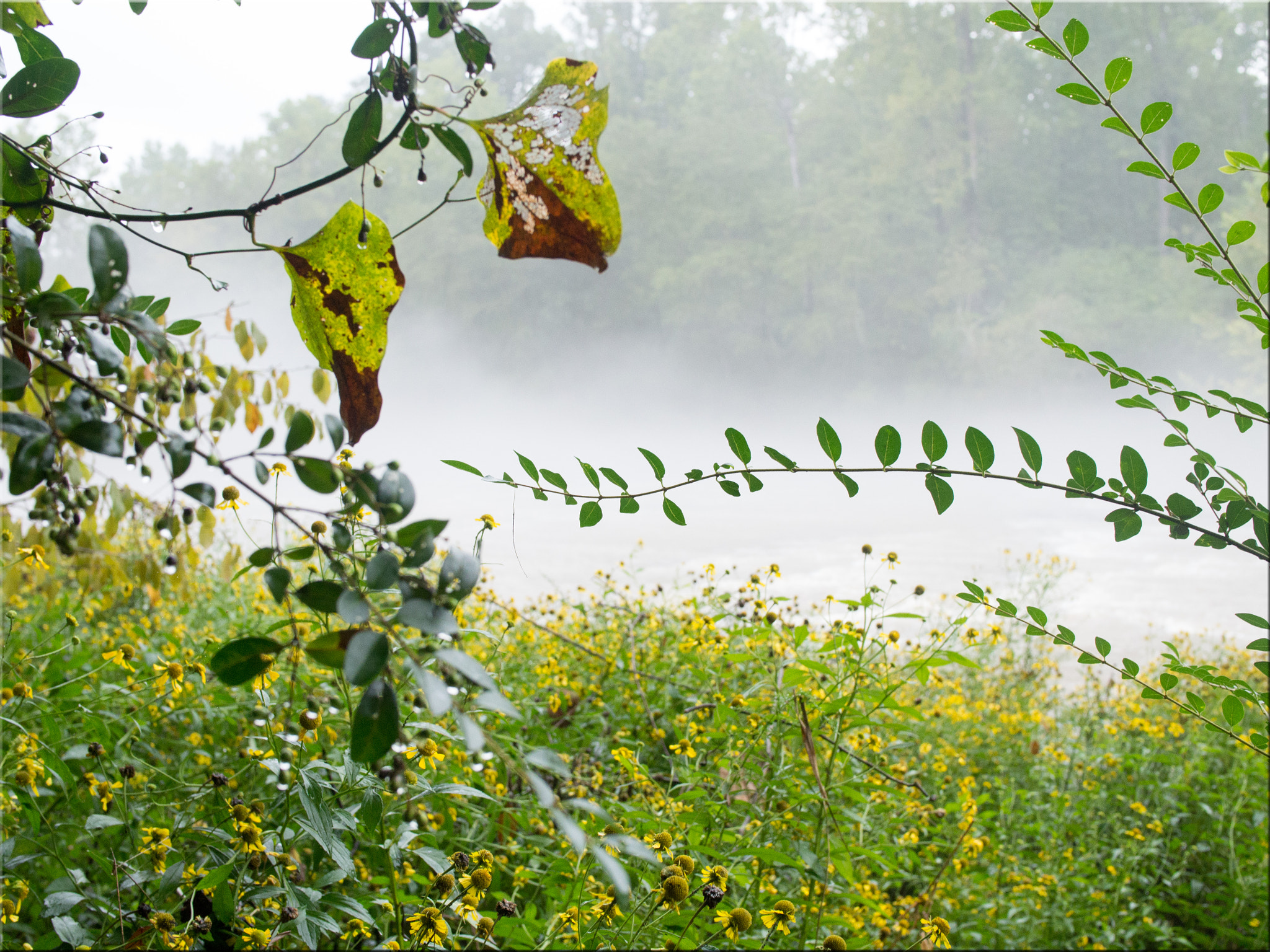 Panasonic Lumix DMC-GH3 sample photo. Walking in the rain along the chattahoochee river photography