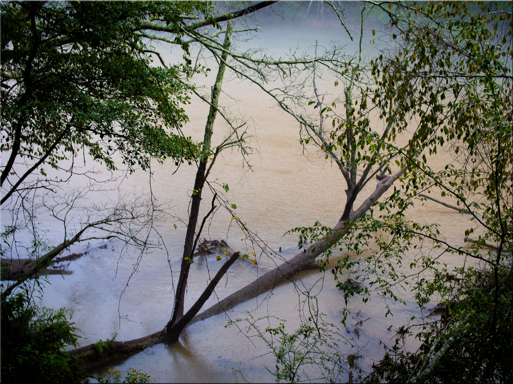 Panasonic Lumix DMC-GH3 + Olympus M.Zuiko Digital 25mm F1.8 sample photo. Walking in the rain along the chattahoochee river photography