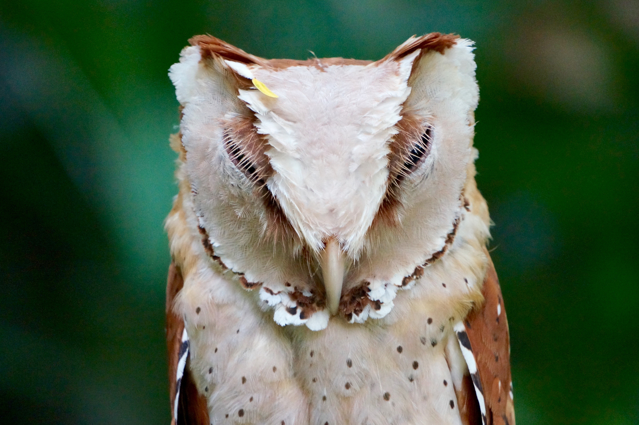 Sony Alpha NEX-5R sample photo. Sleeping owl photography