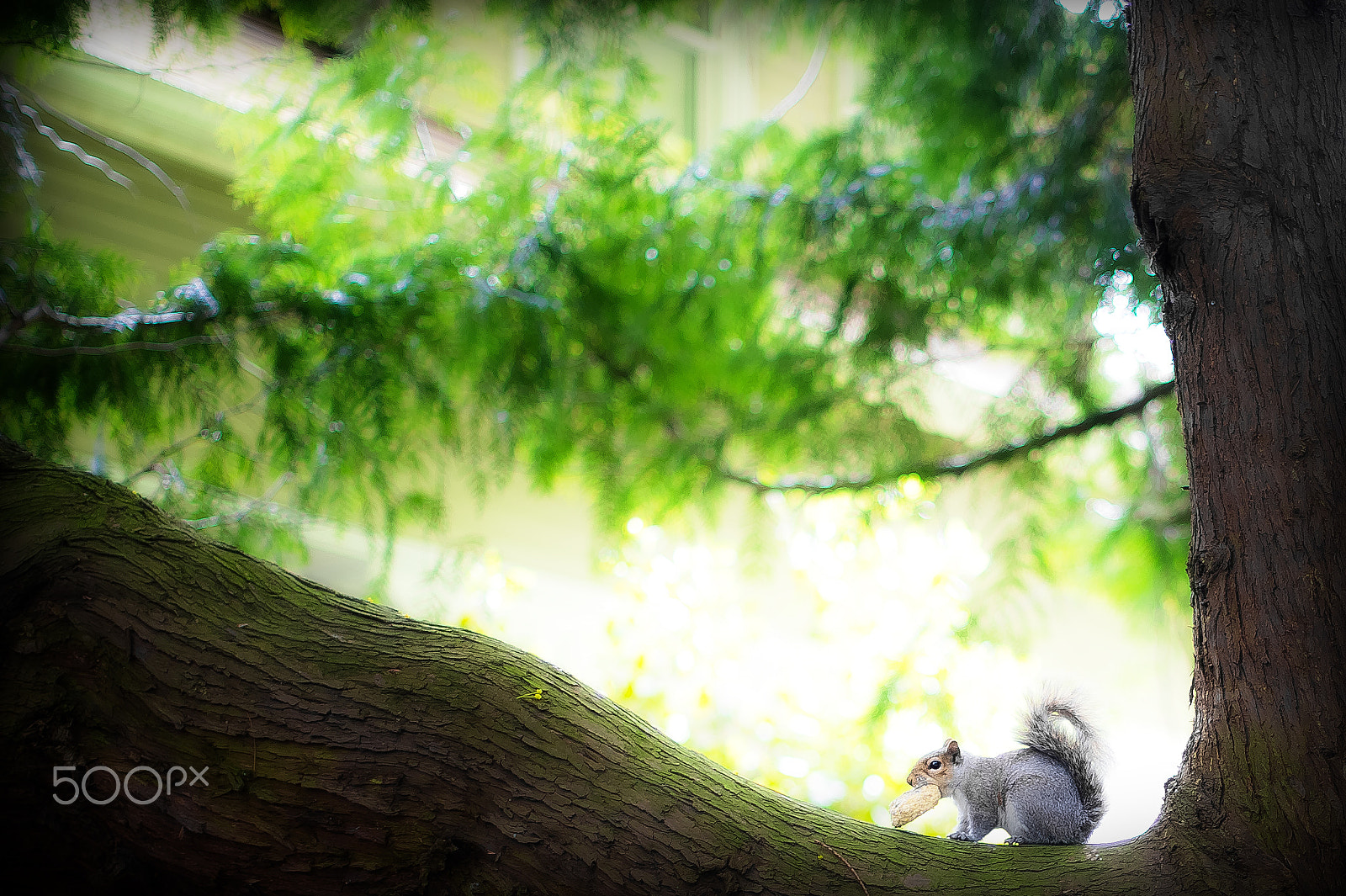 Nikon D4 + Nikon AF-S Nikkor 50mm F1.4G sample photo. Photo in seattle photography