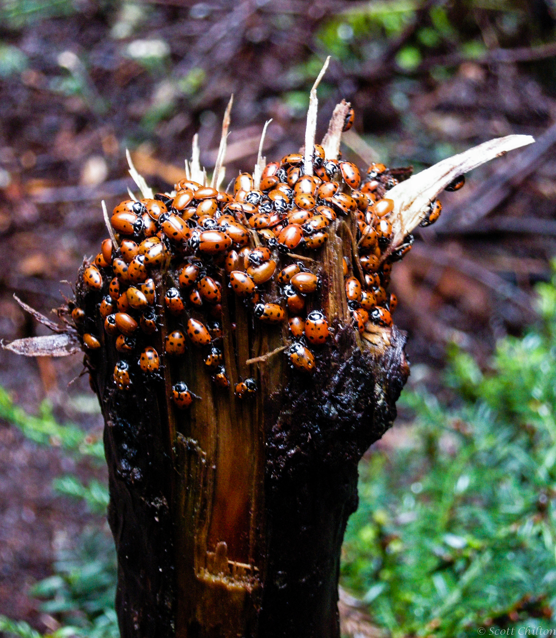 Nikon COOLPIX P5100 sample photo. Lady bug party photography