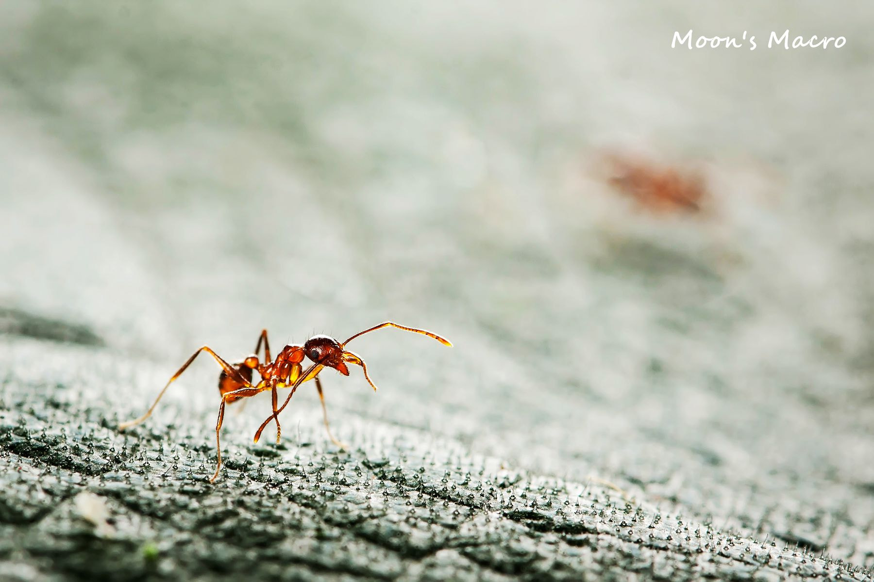 Canon EOS 40D + Canon EF 100mm F2.8L Macro IS USM sample photo. 副本 photography