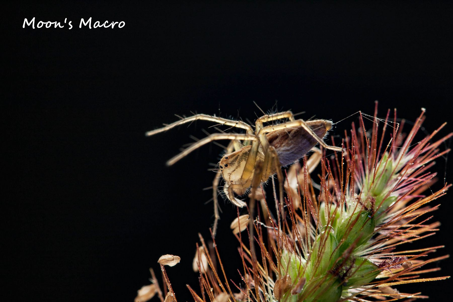 Canon EOS 40D + Canon EF 100mm F2.8L Macro IS USM sample photo. 副本 photography