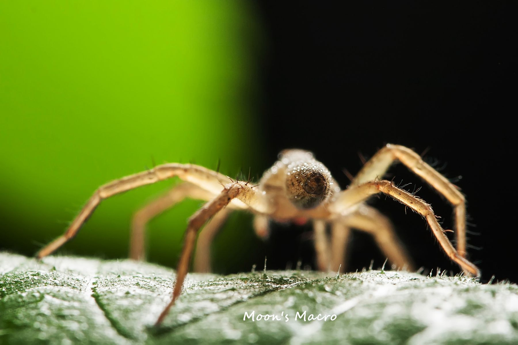 Canon EOS 40D + Canon EF 100mm F2.8L Macro IS USM sample photo. 副本 photography