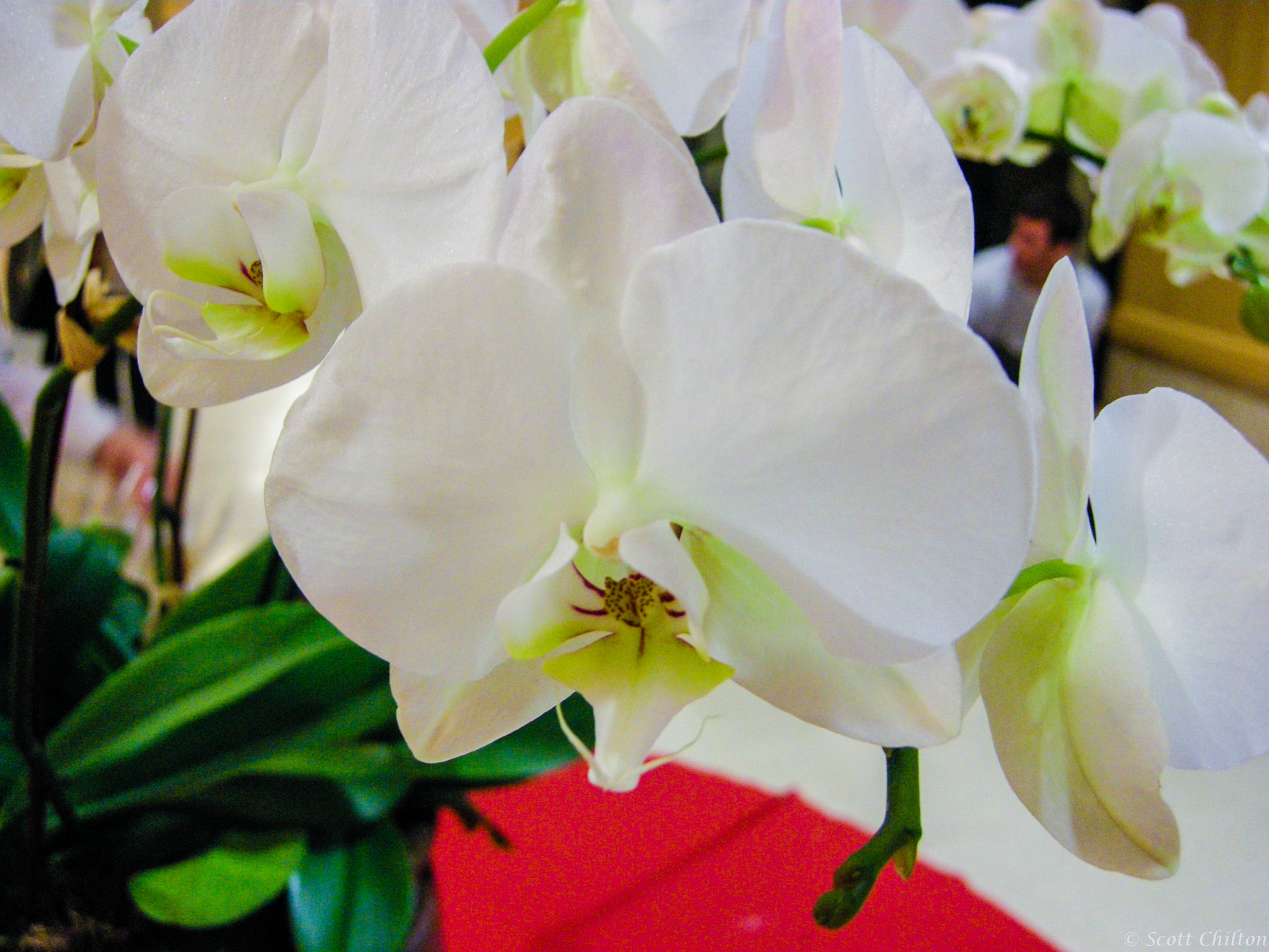Nikon COOLPIX P5100 sample photo. White orchids photography