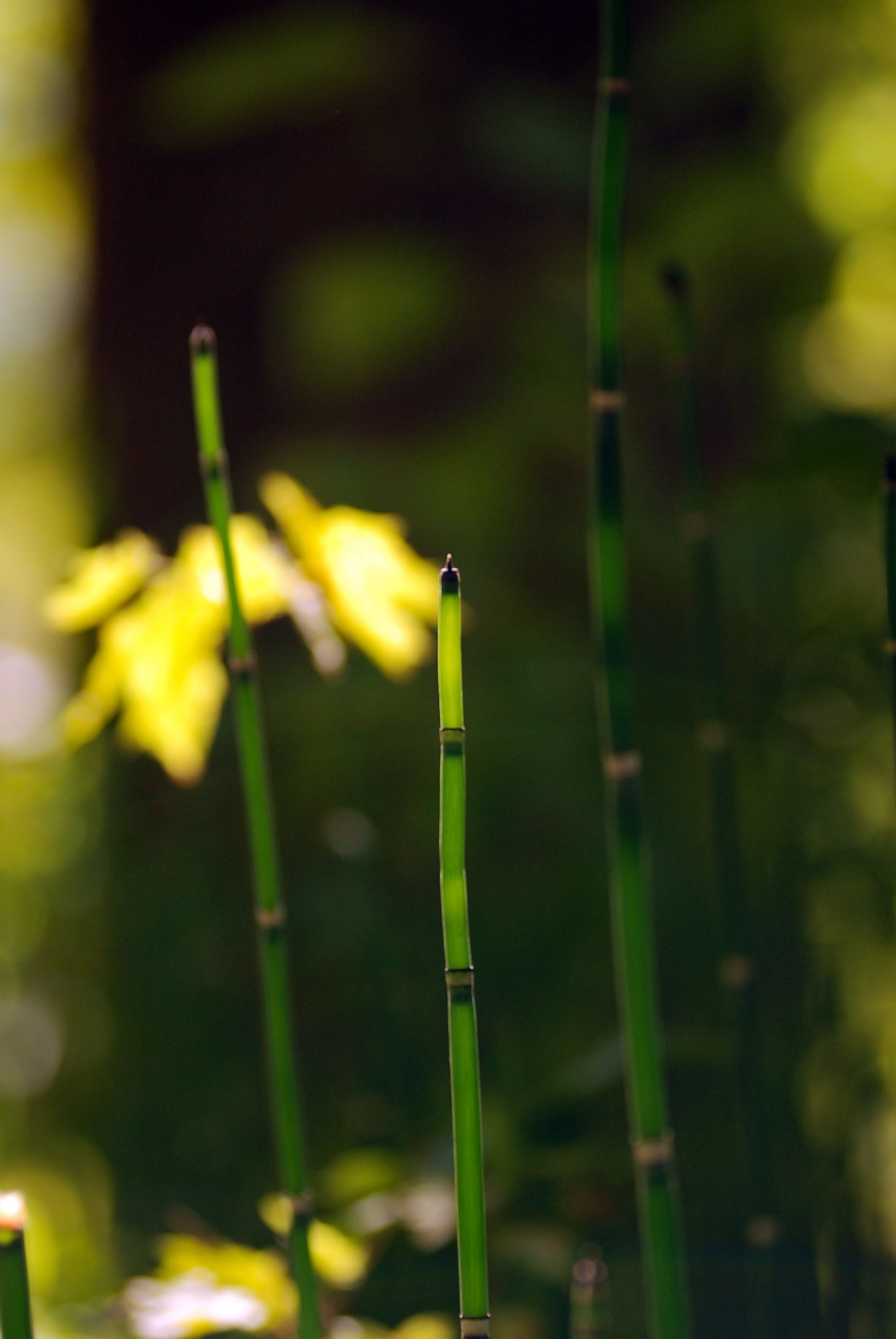 Nikon AF-Nikkor 80-200mm F2.8D ED sample photo. Green photography