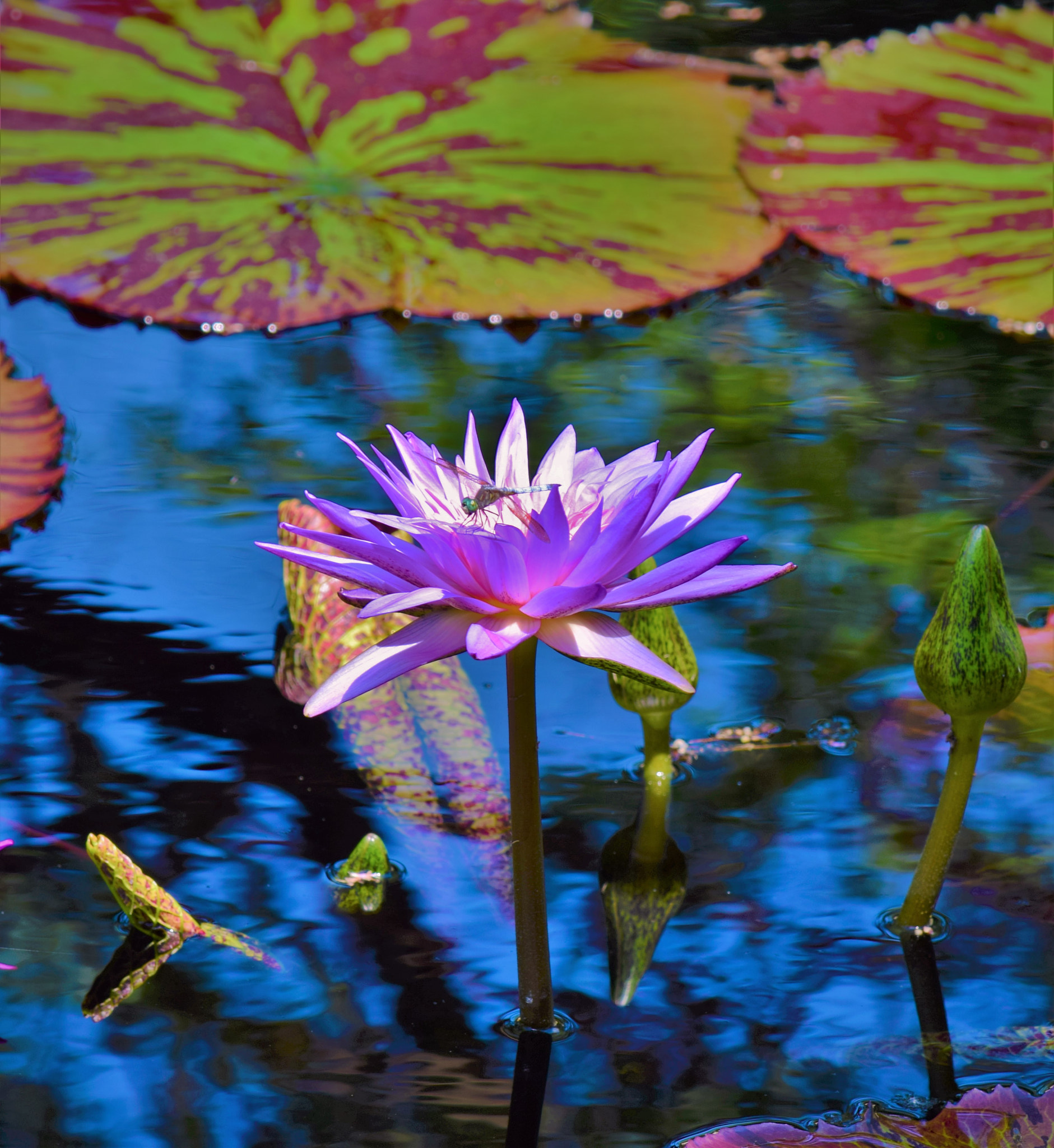 Nikon AF-S Nikkor 24-120mm F4G ED VR sample photo. Lily pad beauty photography