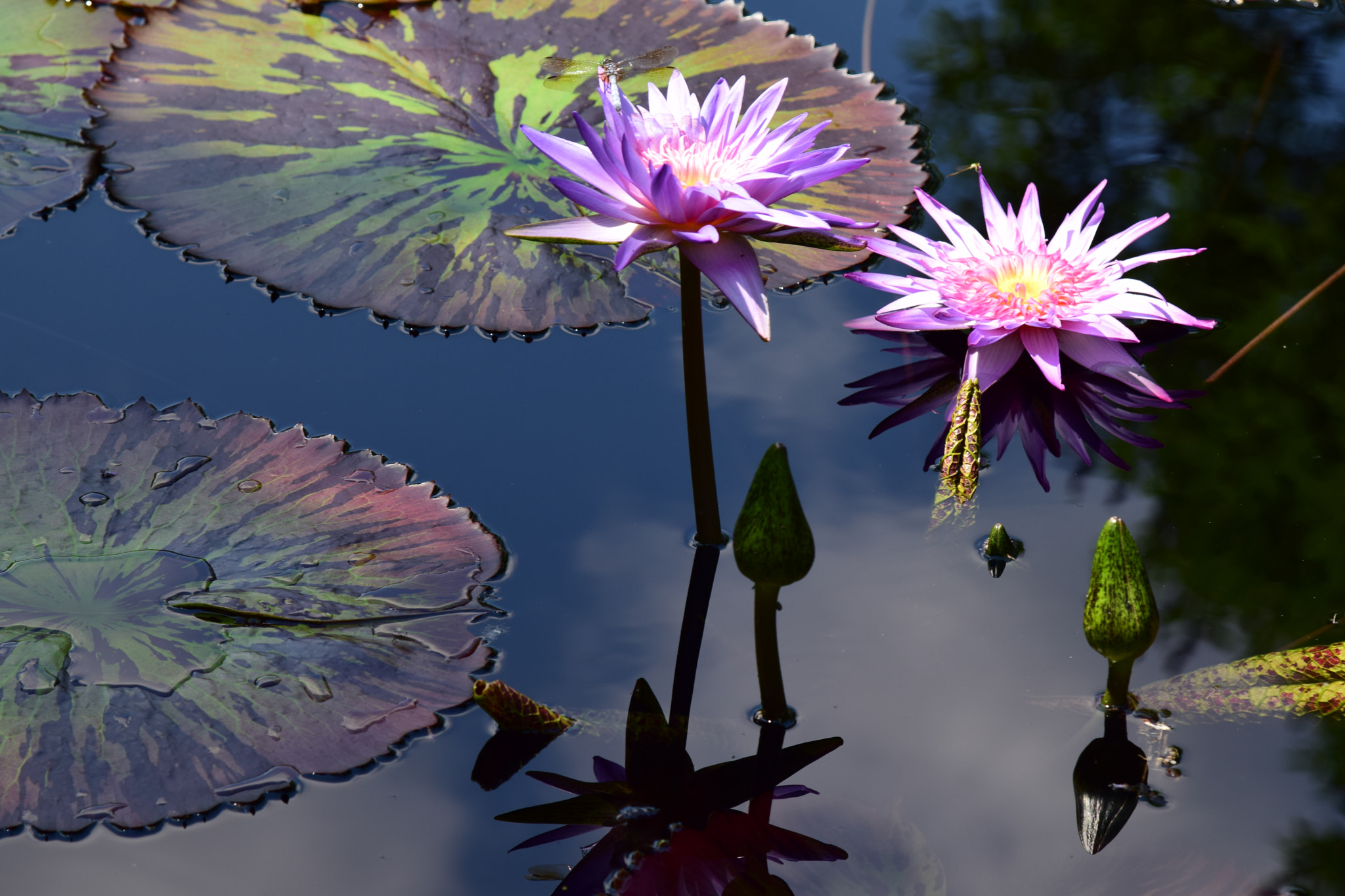 Nikon AF-S Nikkor 24-120mm F4G ED VR sample photo. Lily pad beauty photography