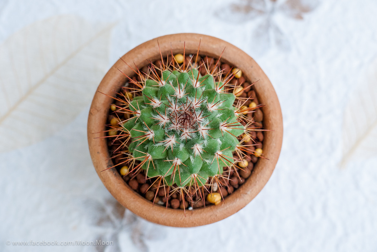 Panasonic Lumix DMC-GF1 sample photo. Cactus photography