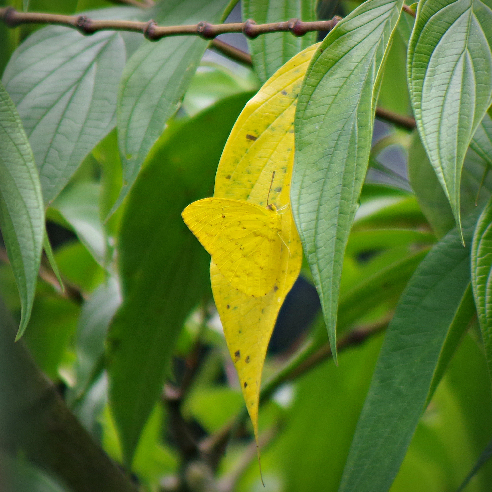 Pentax K-S2 sample photo. Perfect camouflage photography