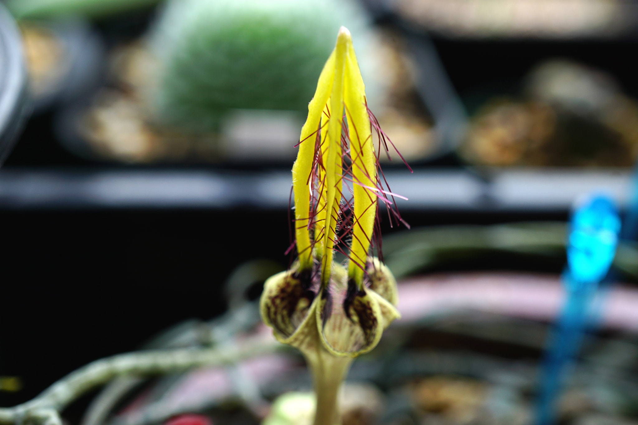 Sony a6000 + Sony E 30mm F3.5 sample photo. Ceropegia gikyi madagascar photography