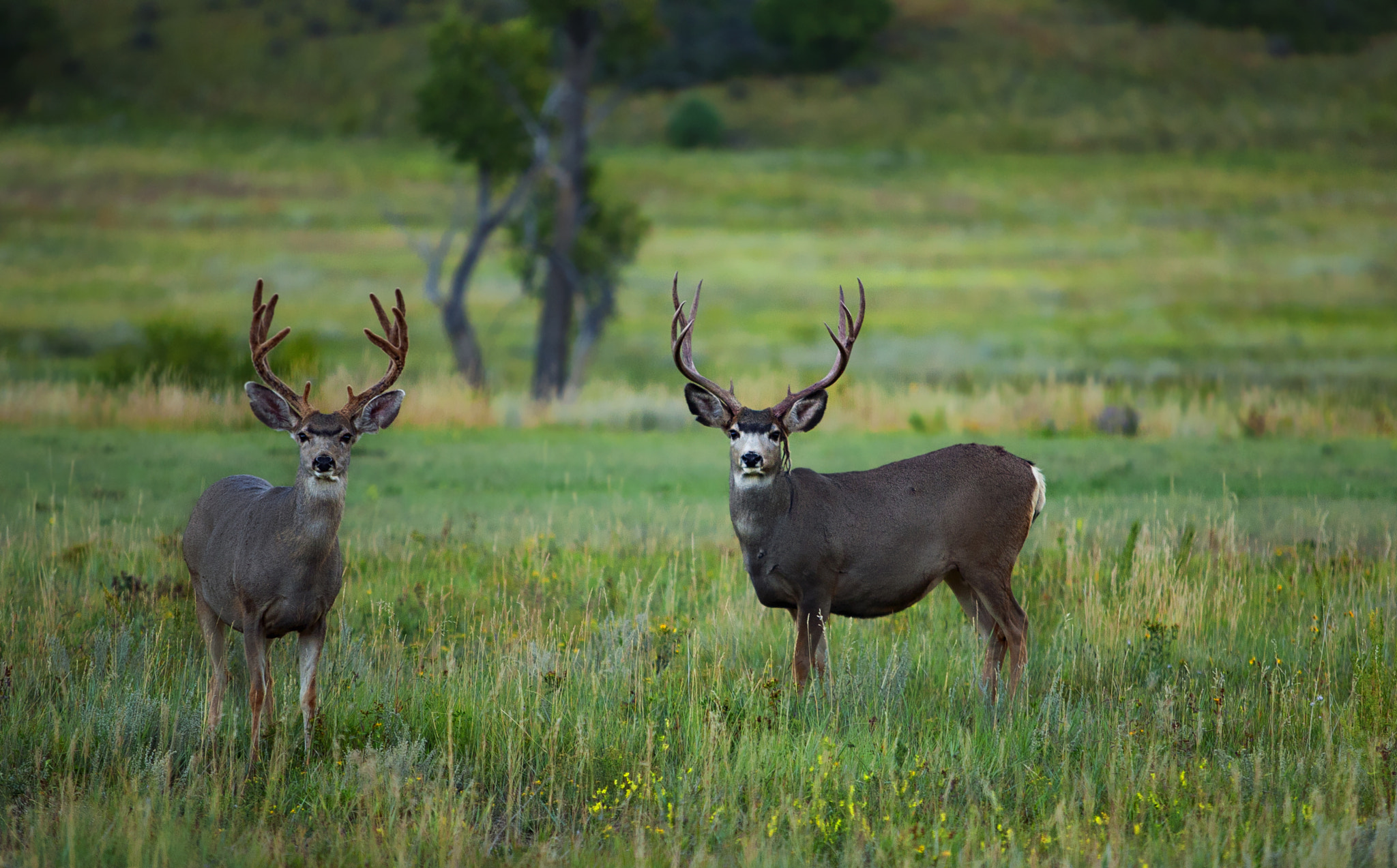 Canon EF 70-200mm F2.8L USM sample photo. Bucks photography