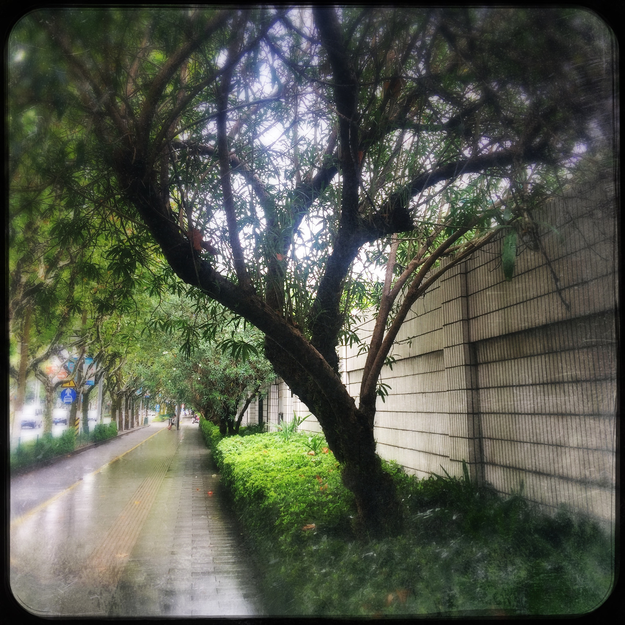 Hipstamatic 321 sample photo. 林荫 photography