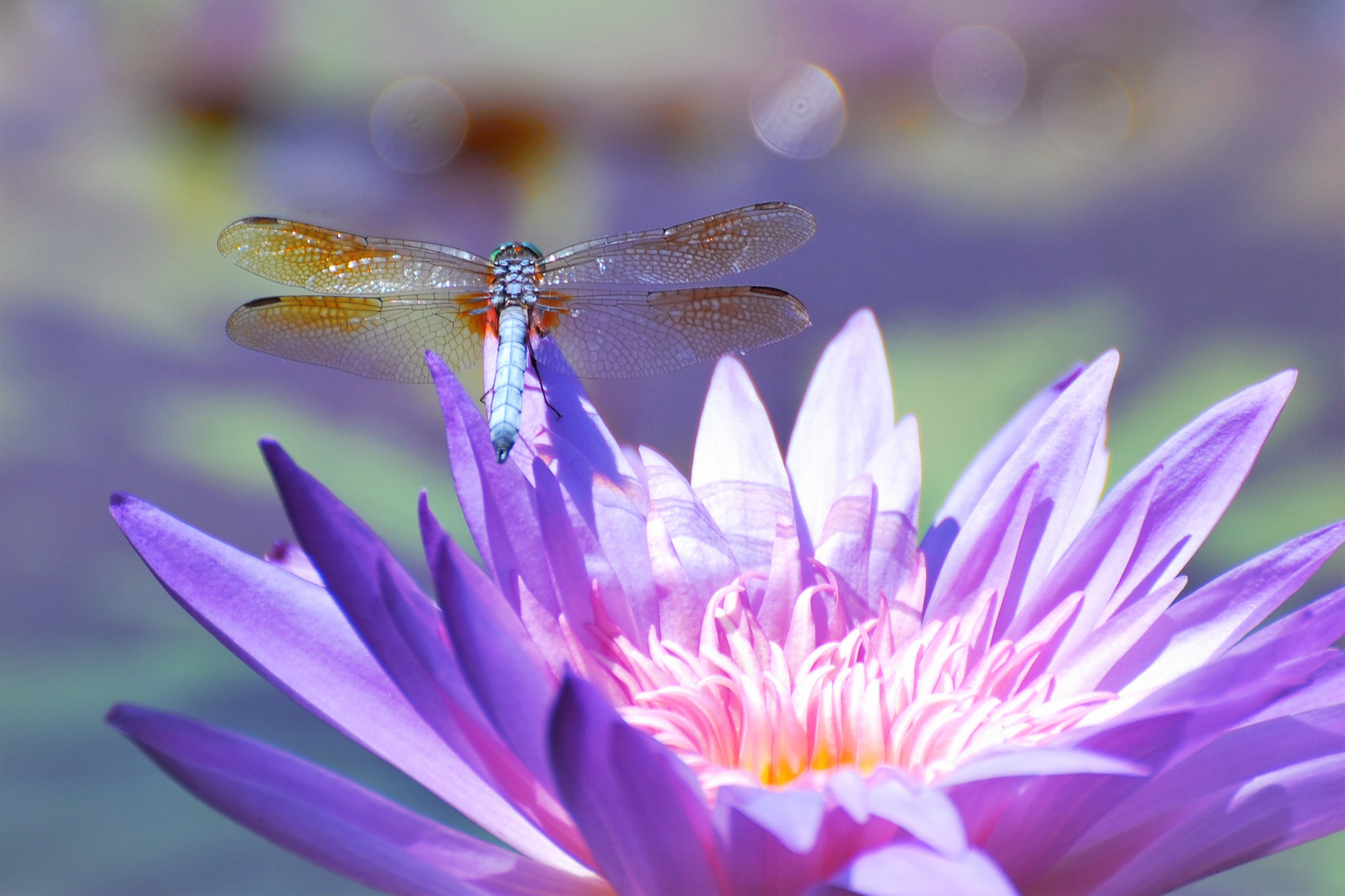 Nikon D40 sample photo. Dragon on water - alabama photography