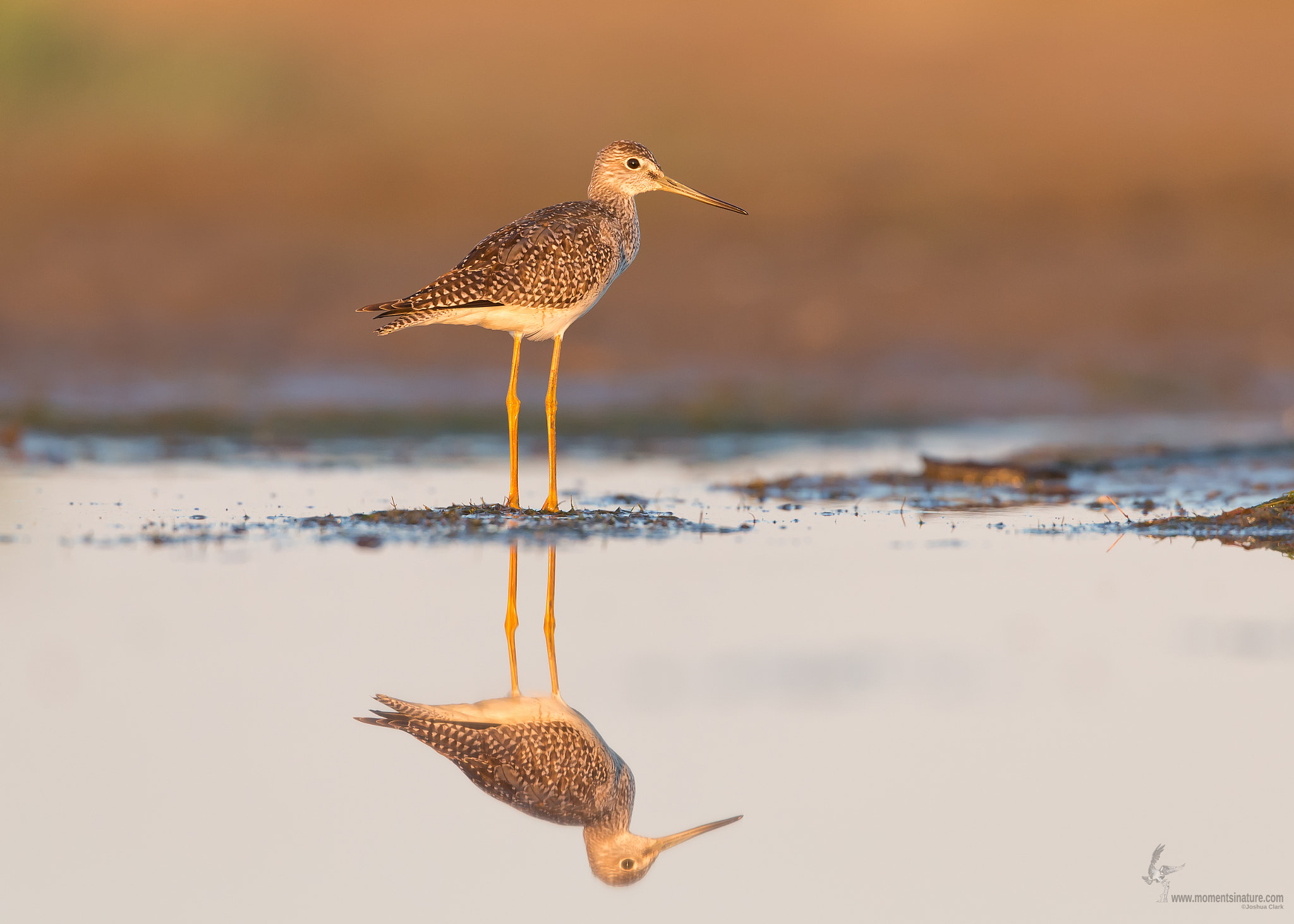Canon EOS-1D X sample photo. Greater yellowlegs photography