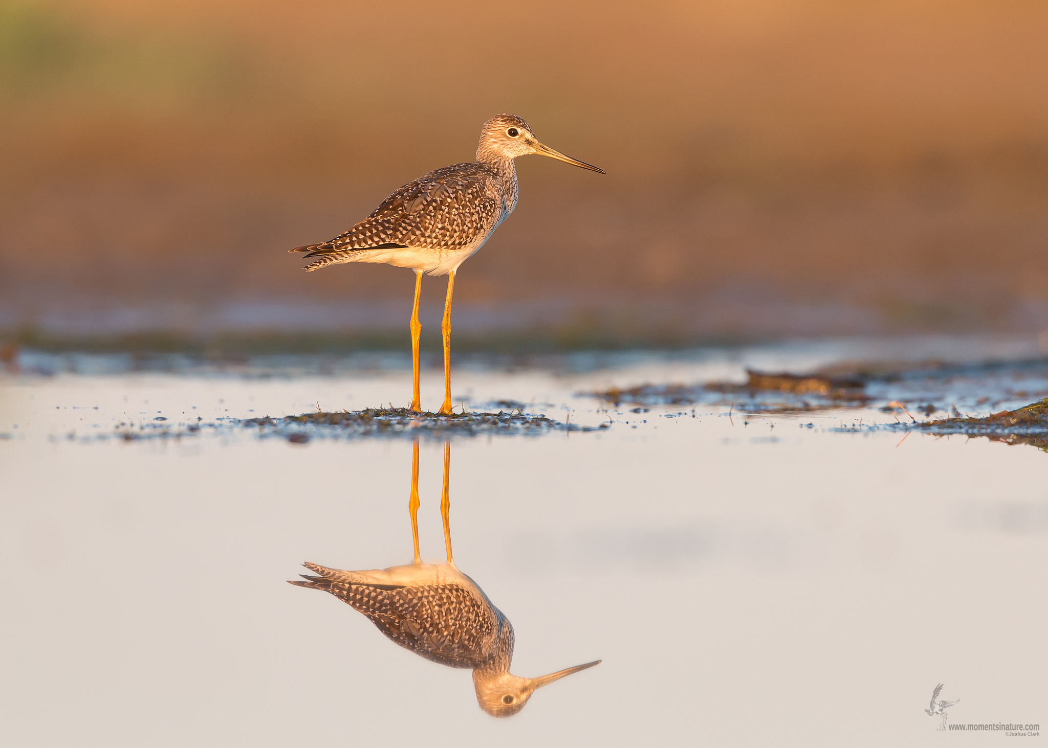 Canon EF 500mm F4L IS USM sample photo. Greater yellowlegs photography