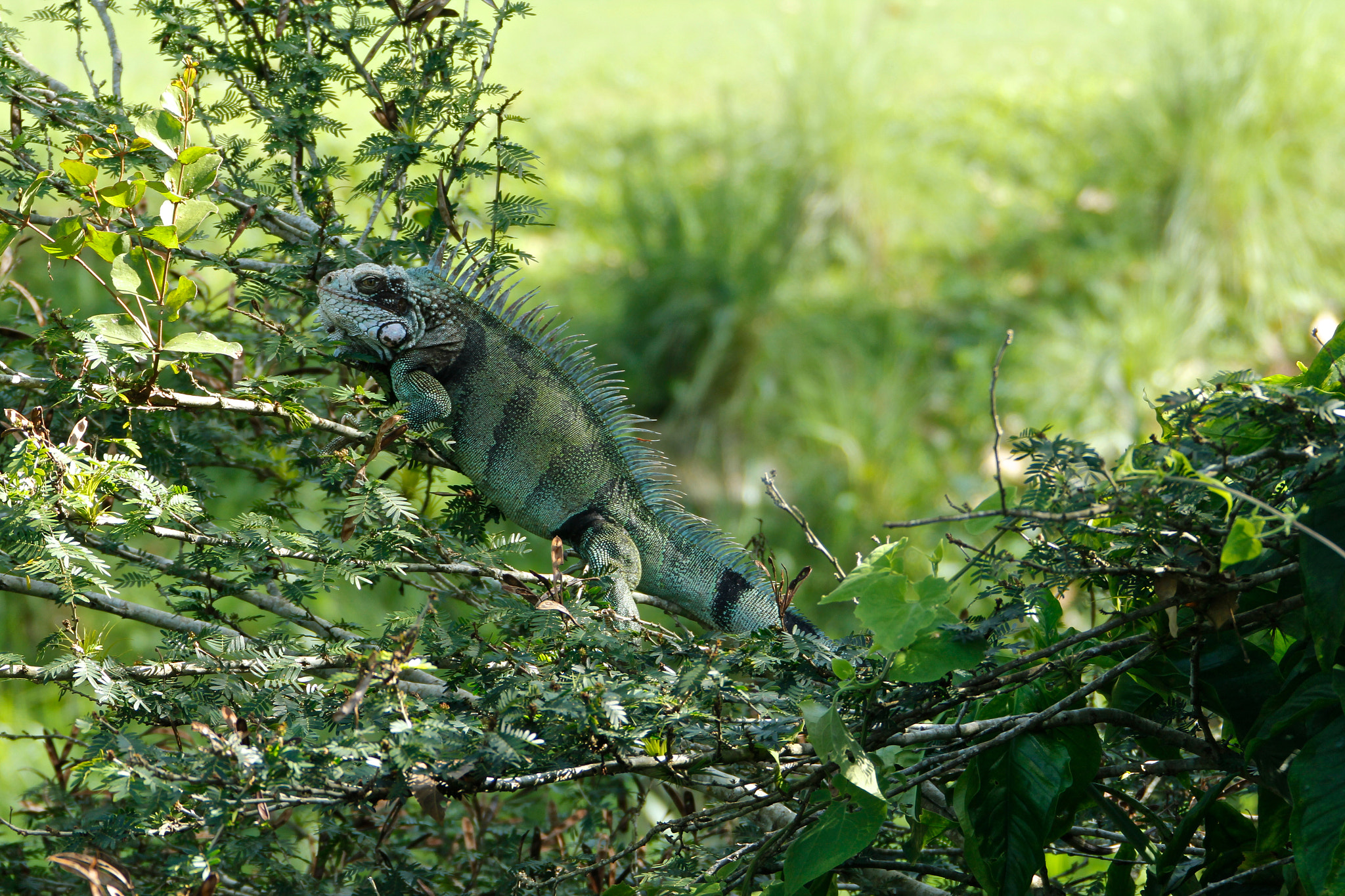 Canon EOS 60D + Canon EF 28-300mm F3.5-5.6L IS USM sample photo. Iguana izcaragua country club photography