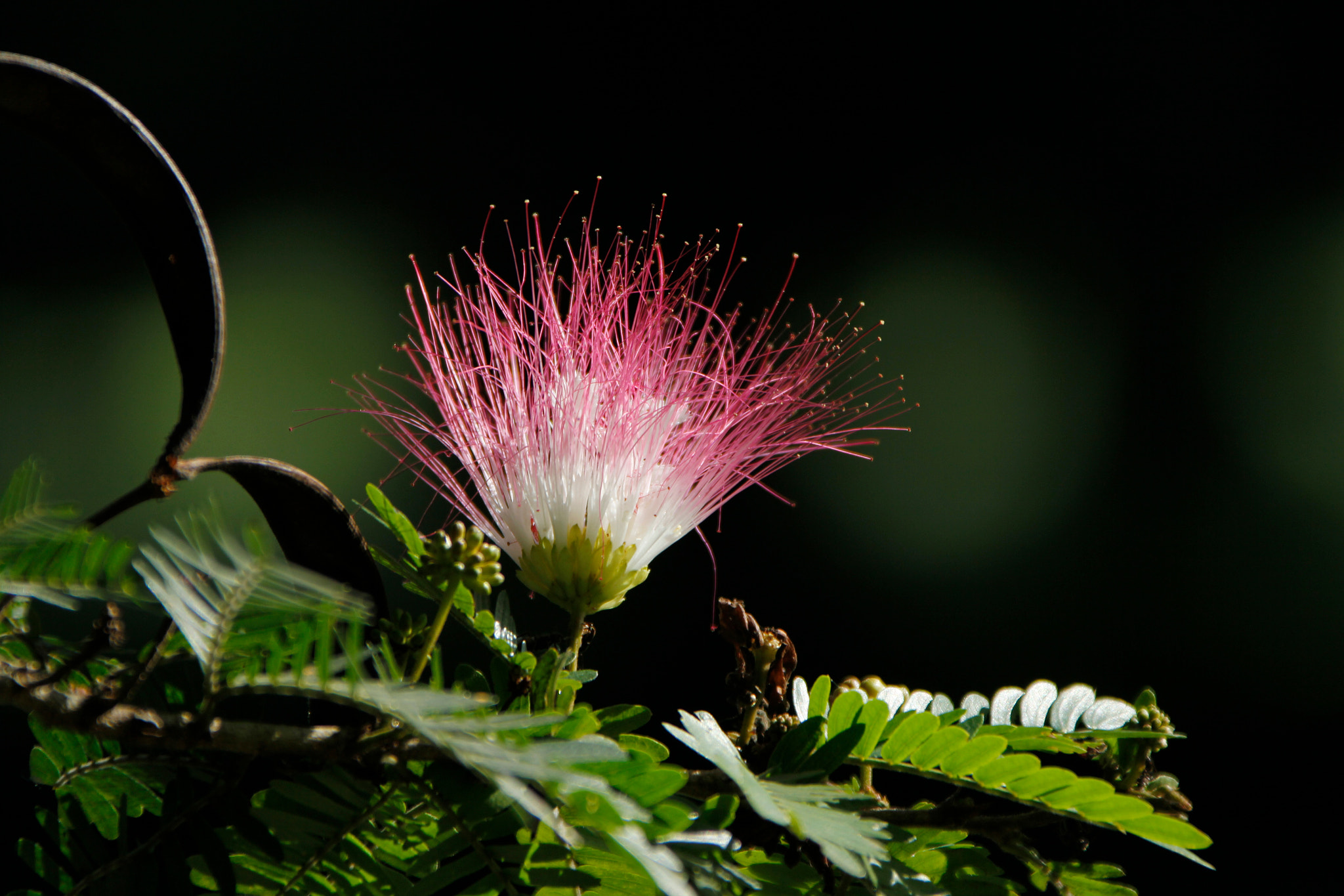 Canon EF 28-300mm F3.5-5.6L IS USM sample photo. Izcaragua country club photography