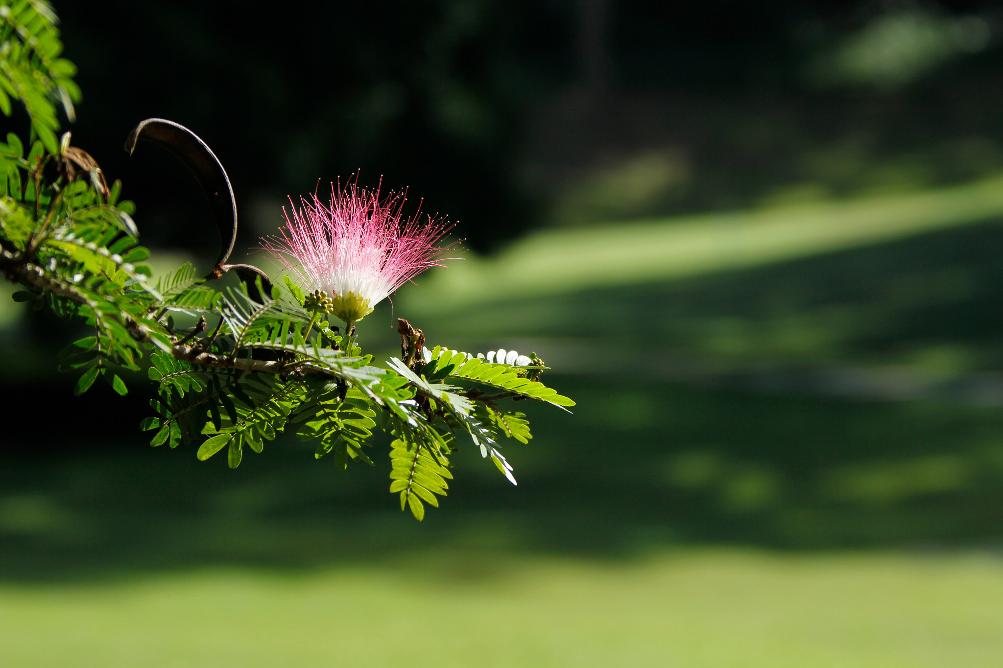 Canon EF 28-300mm F3.5-5.6L IS USM sample photo. Izcaragua country club photography