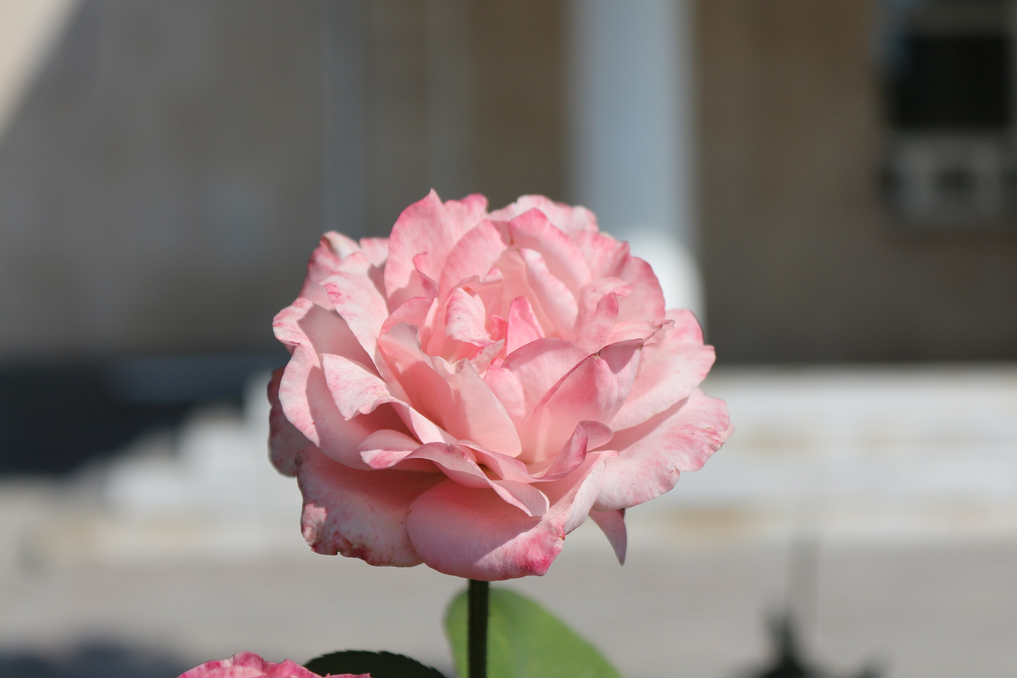 Canon EOS 650D (EOS Rebel T4i / EOS Kiss X6i) sample photo. Img photography