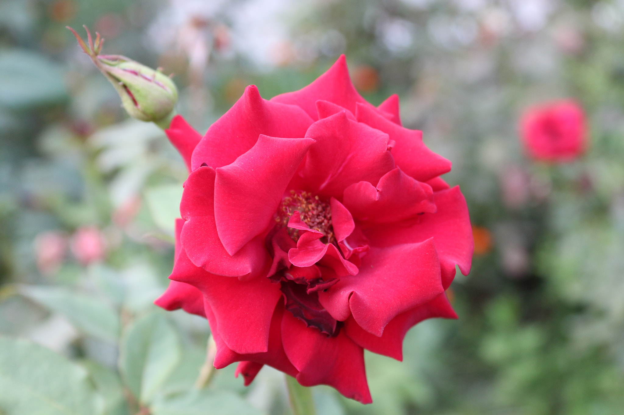Canon EOS 650D (EOS Rebel T4i / EOS Kiss X6i) sample photo. Img photography