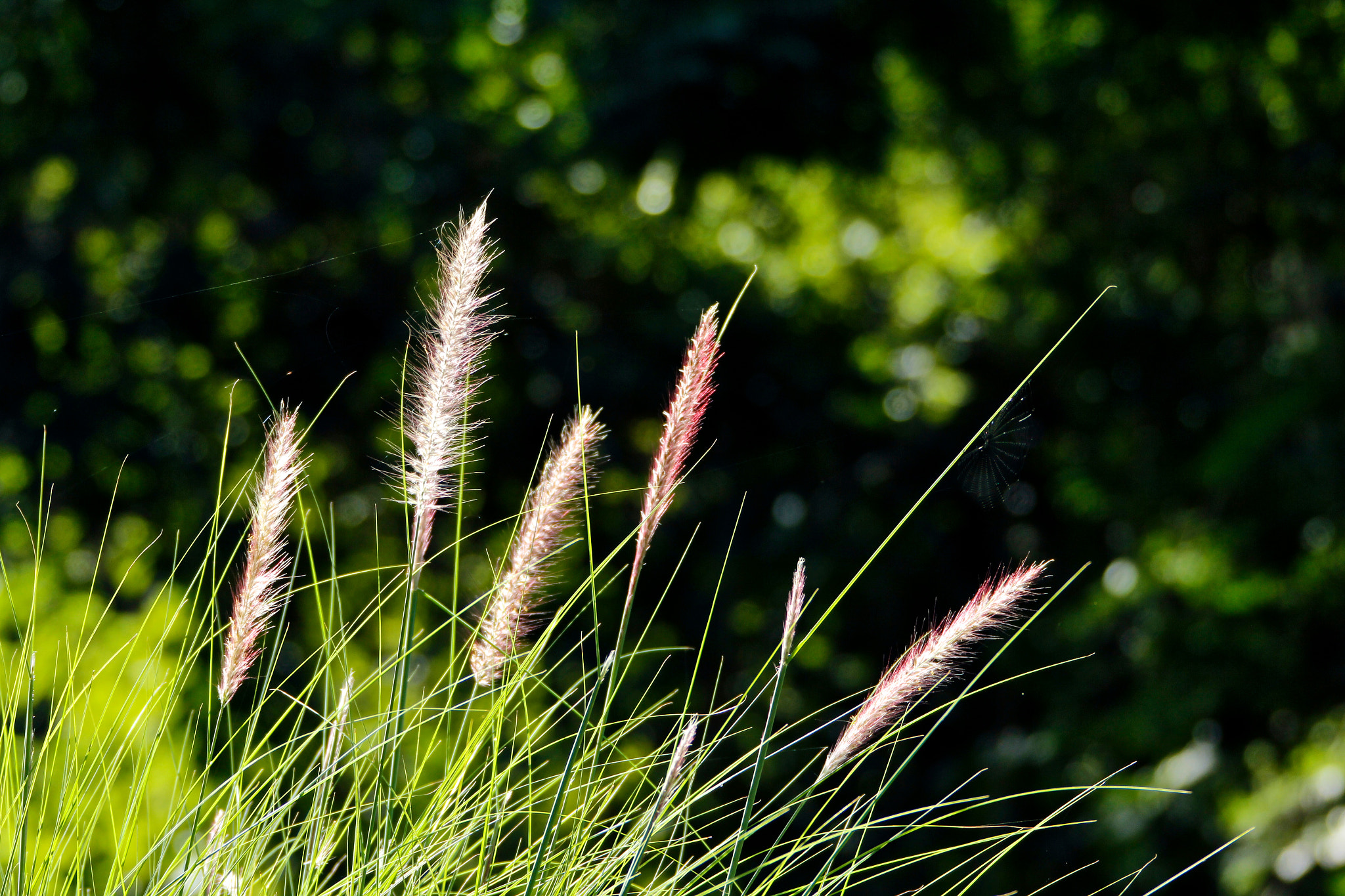Canon EF 28-300mm F3.5-5.6L IS USM sample photo. Izcaragua country club photography