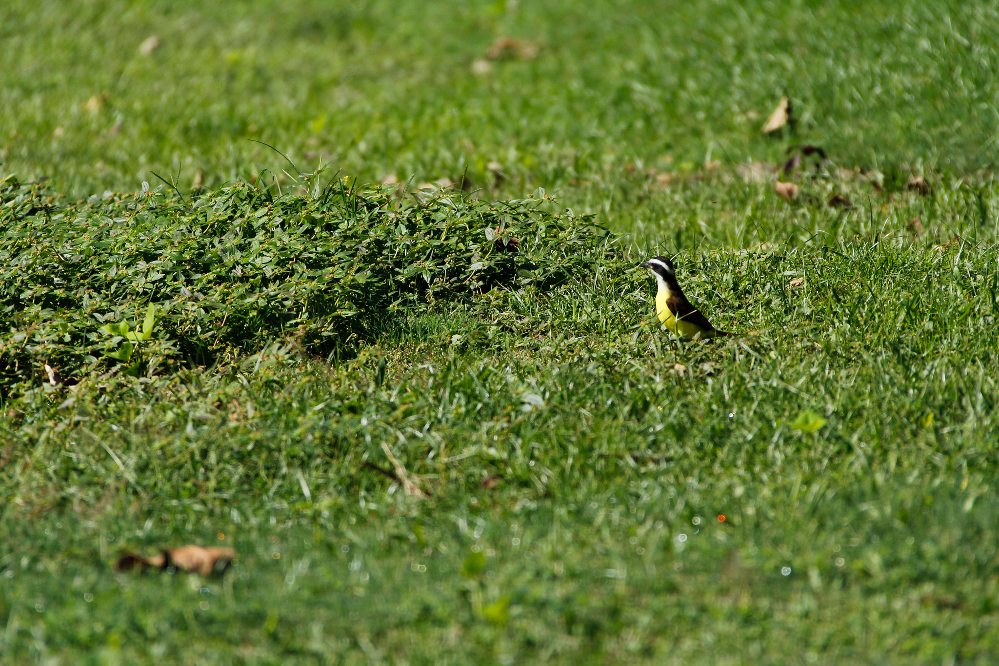 Canon EF 28-300mm F3.5-5.6L IS USM sample photo. Izcaragua country club photography