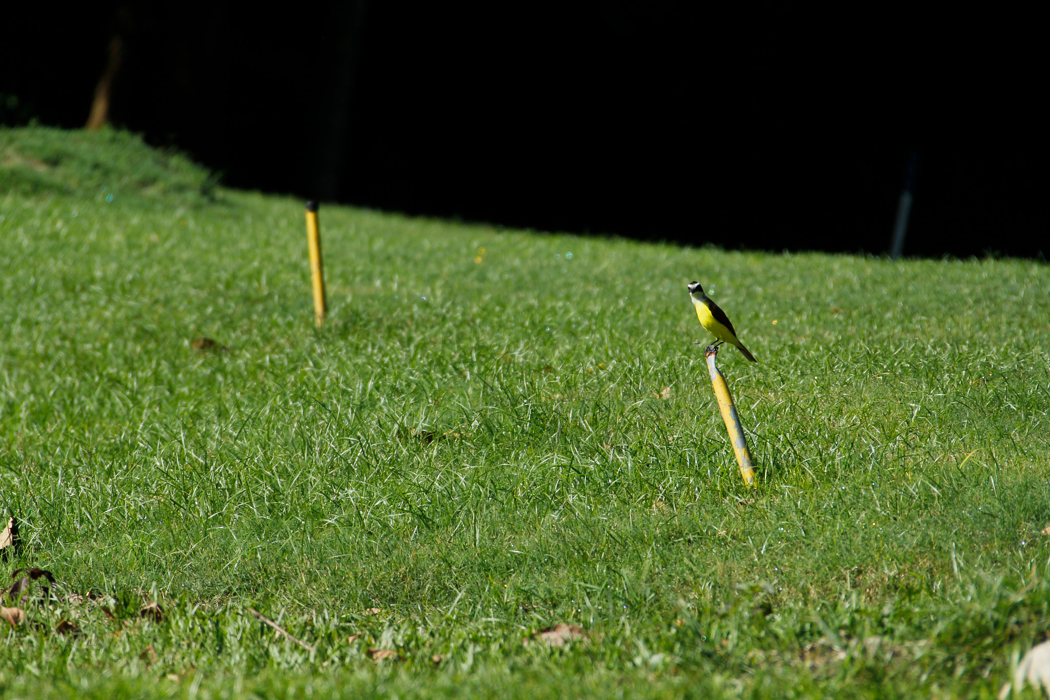 Canon EF 28-300mm F3.5-5.6L IS USM sample photo. Izcaragua country club photography