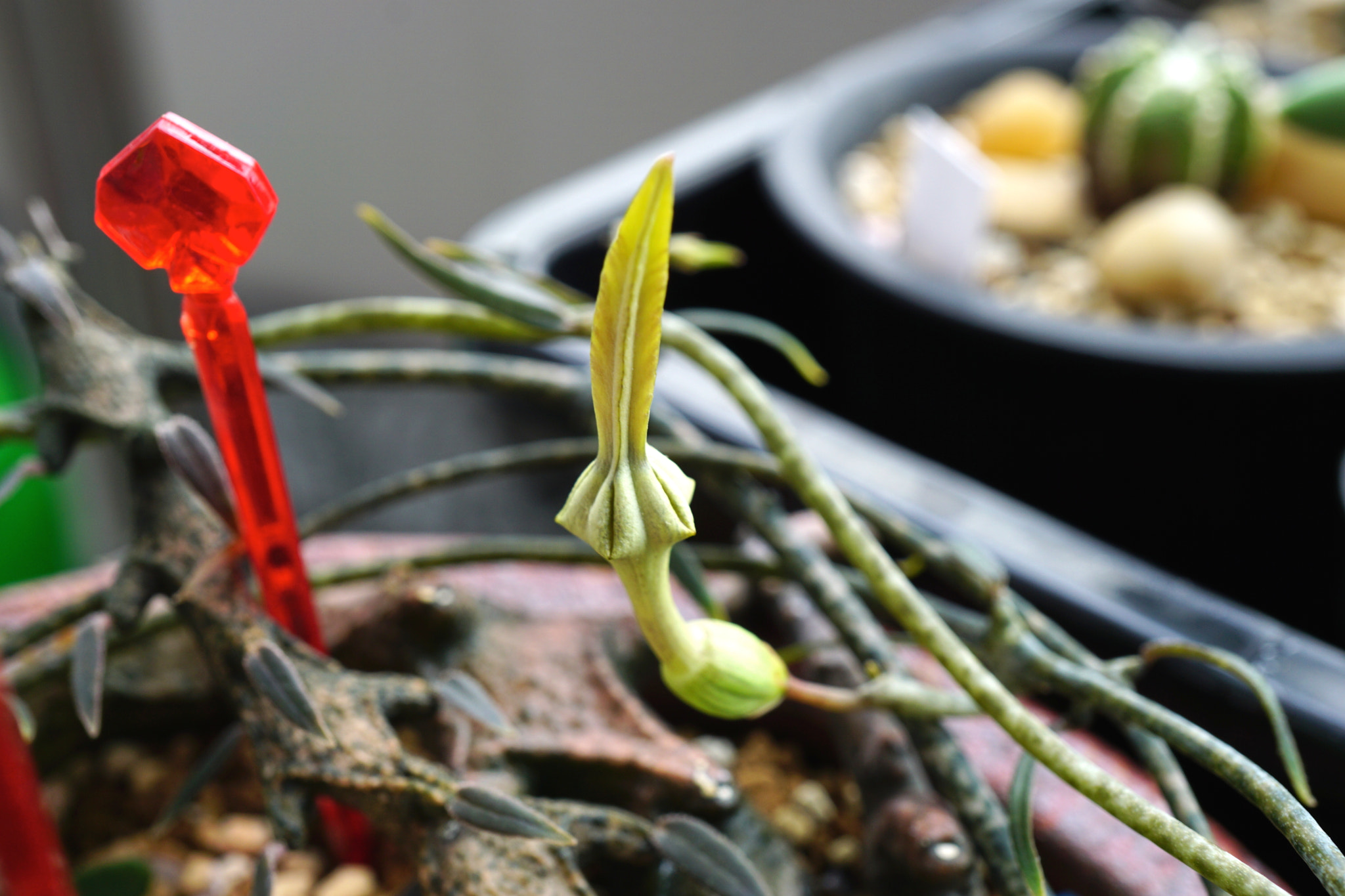 Sony a6000 + Sony E 30mm F3.5 sample photo. Ceropegia gikyi madagascar photography